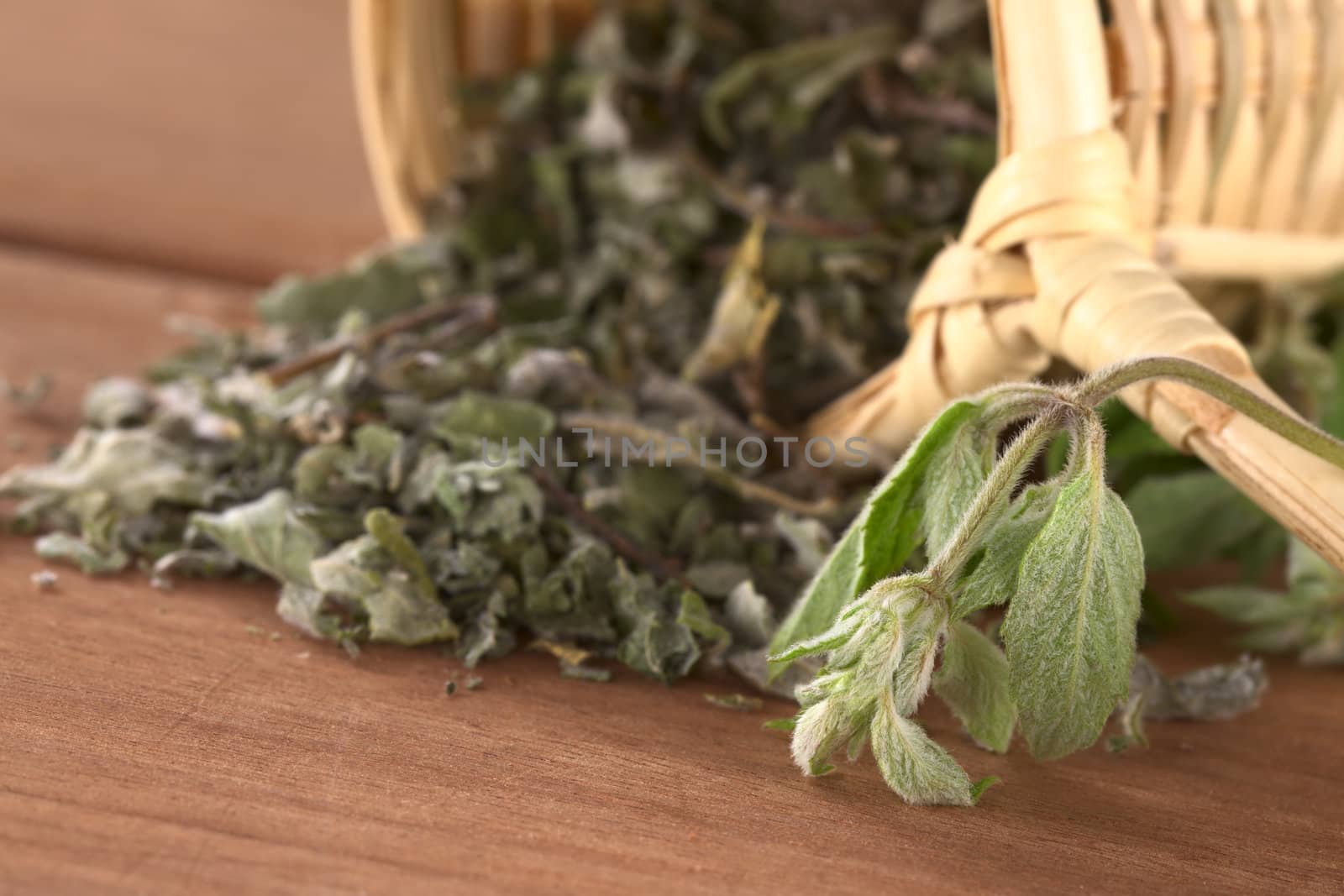 Peruvian herb called Muna (lat. Minthostachys stetosa) which is used mainly for its positive digestive effects and is consumed as a tea (Selective Focus, Focus on the head of the fresh plant on the right)