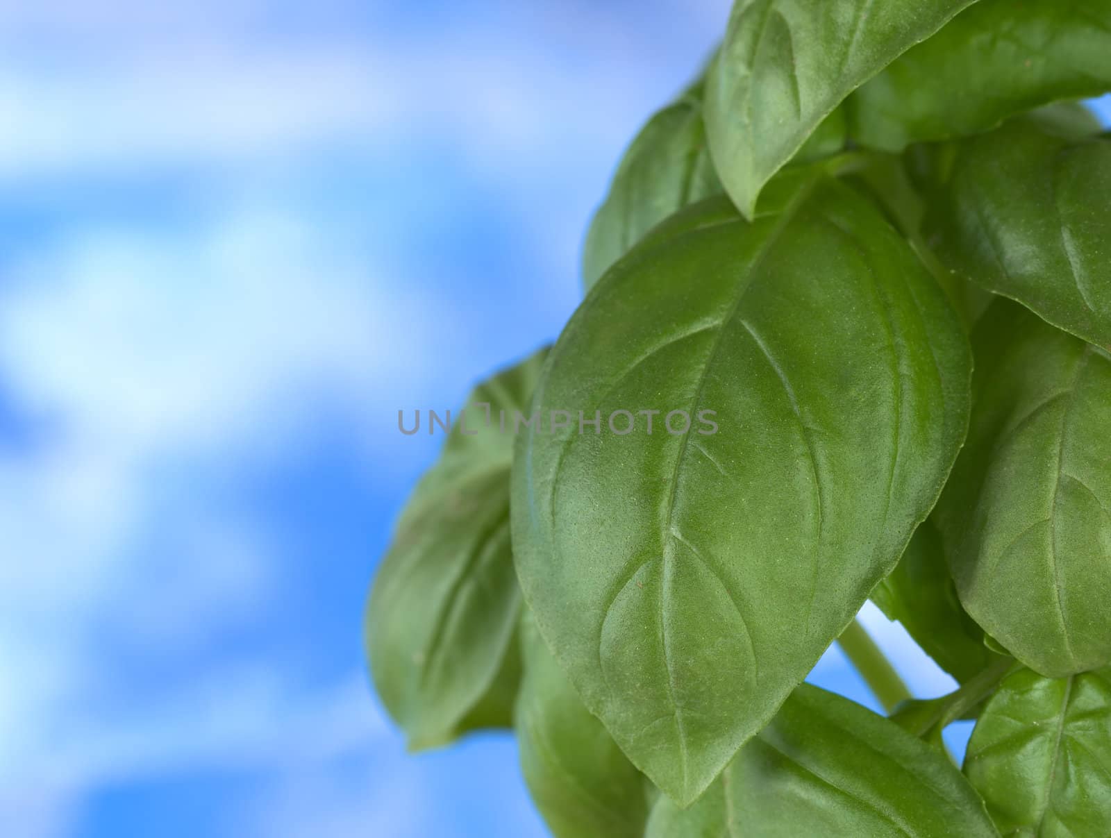 Sweet basil (lat. Ocimum basilicum) leaves in front of blue background (Selective Focus, Focus on parts of the big leaf in the middle)