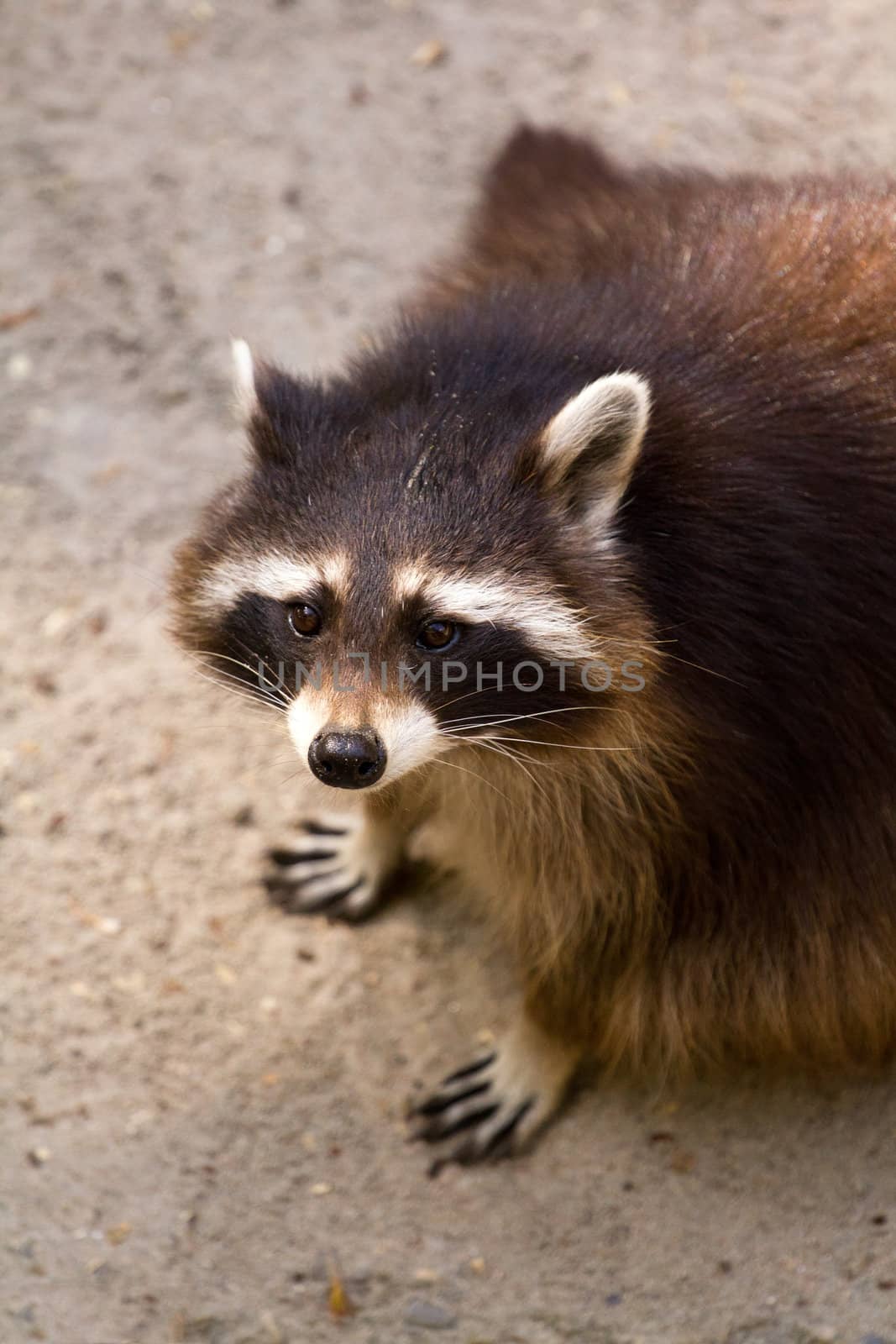 A young Raccoon pauses from hunting to rest from the warm summer sun