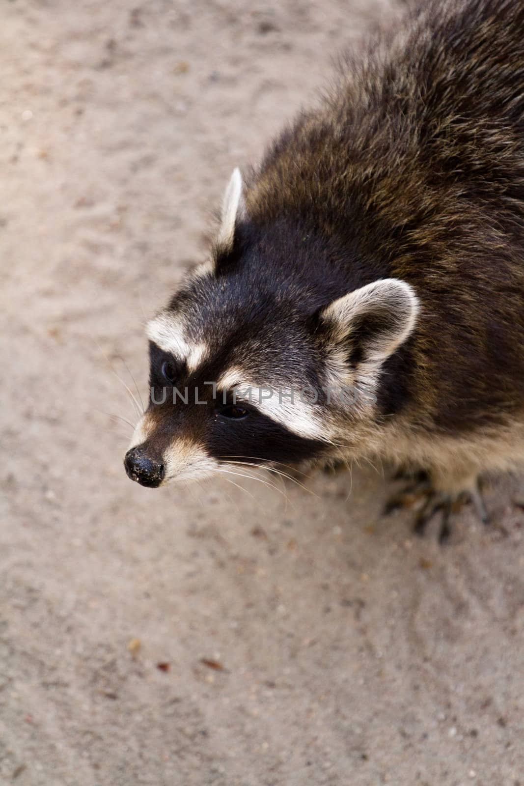 A young Raccoon pauses from hunting to rest from the warm summer sun