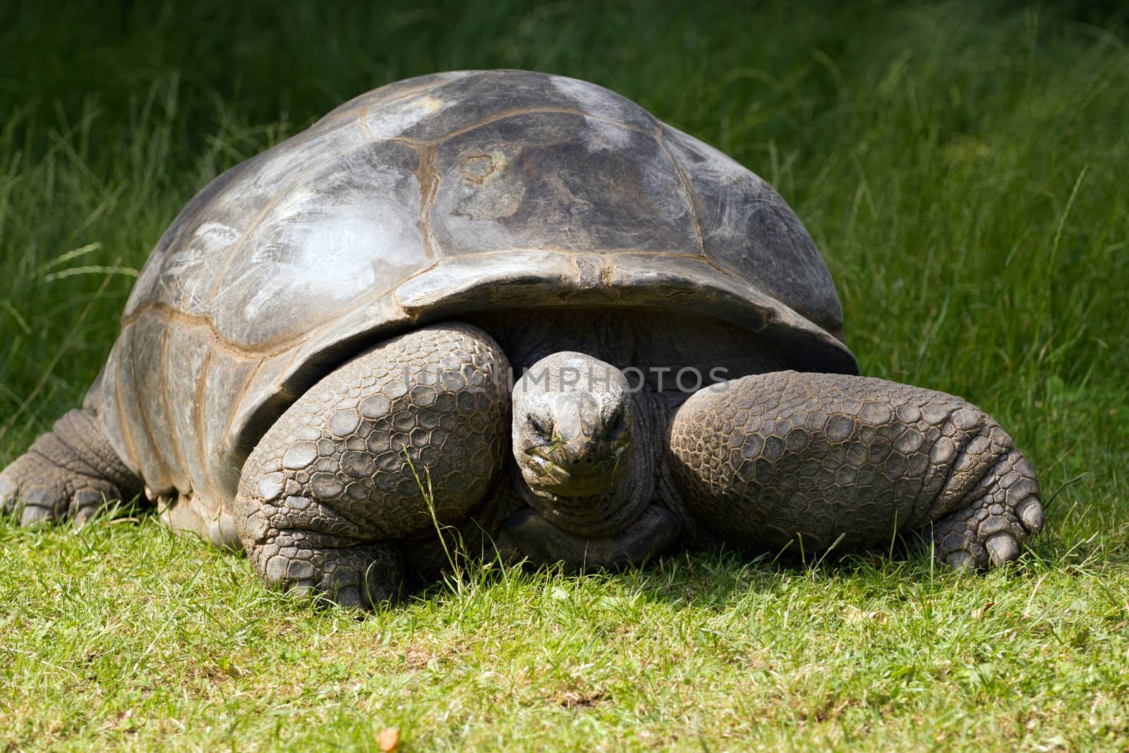 A turtle slowly eating grass from a field in summer