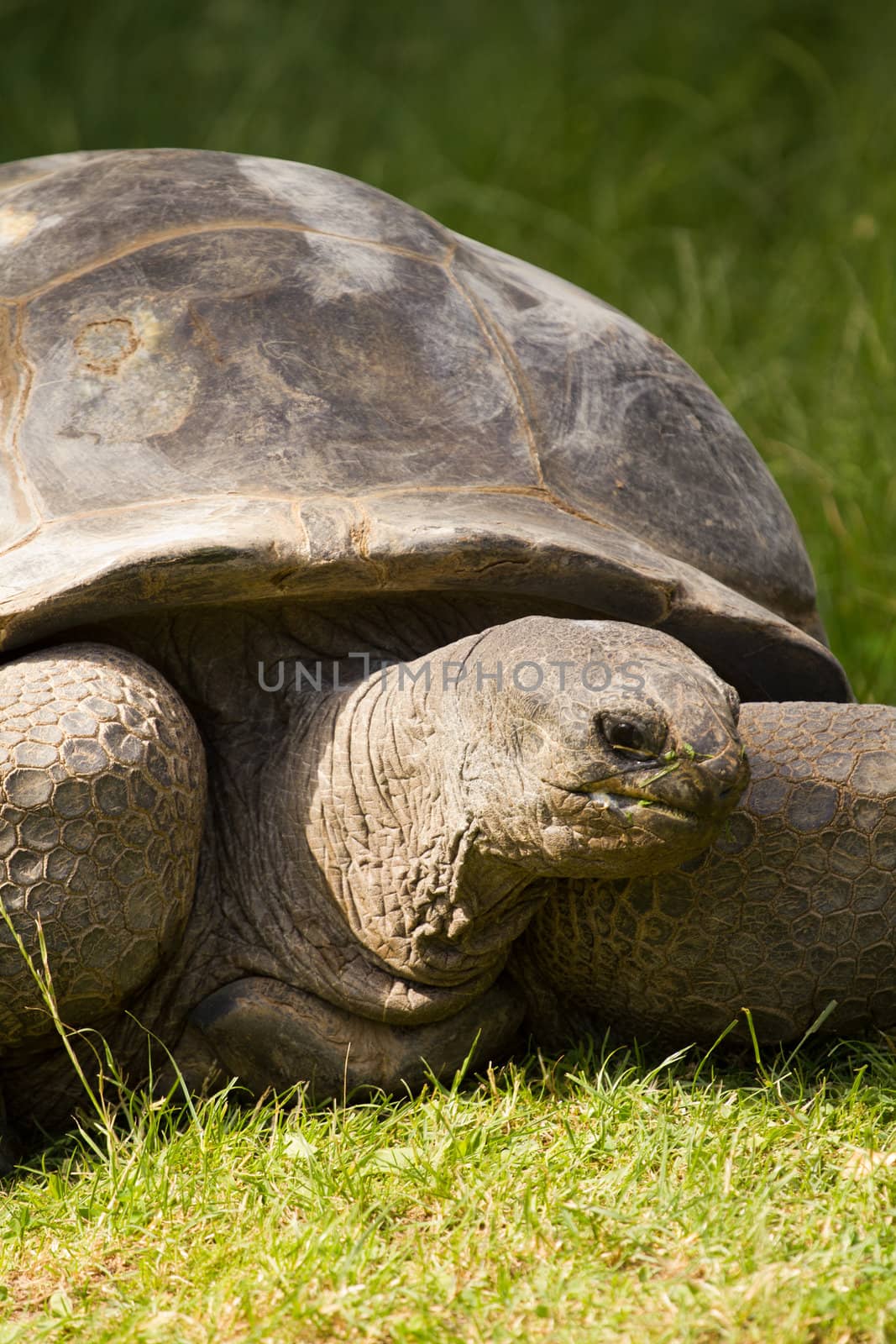 A turtle slowly eating grass from a field in summer