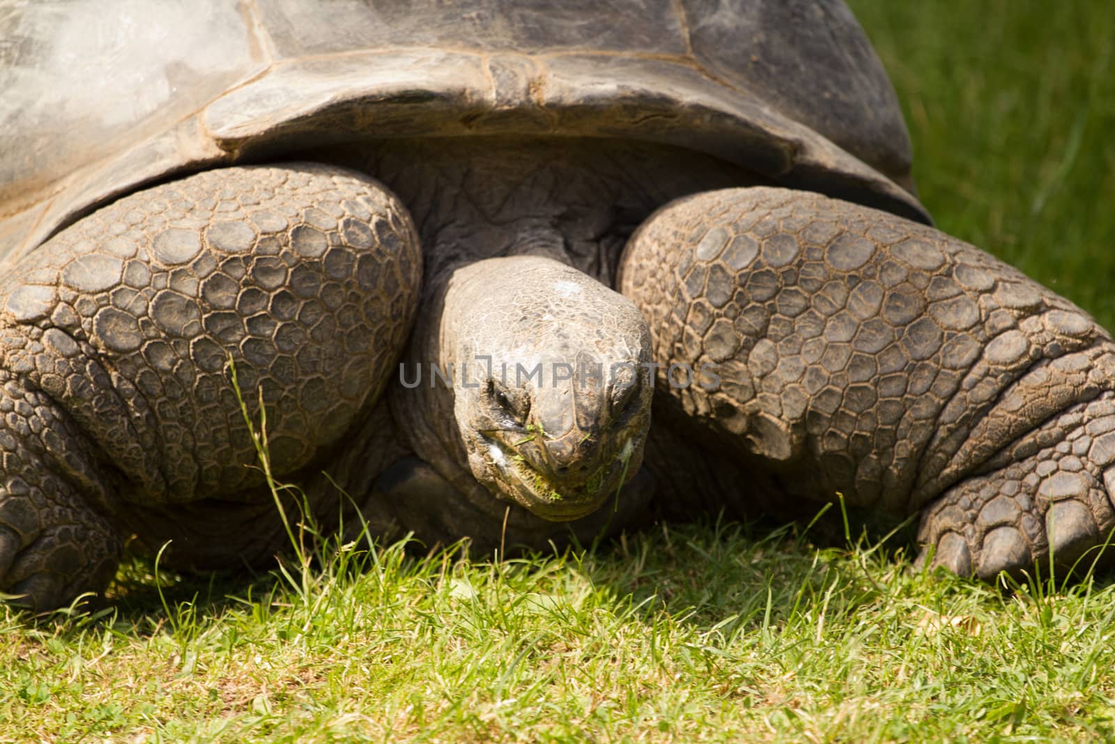 A turtle slowly eating grass from a field in summer