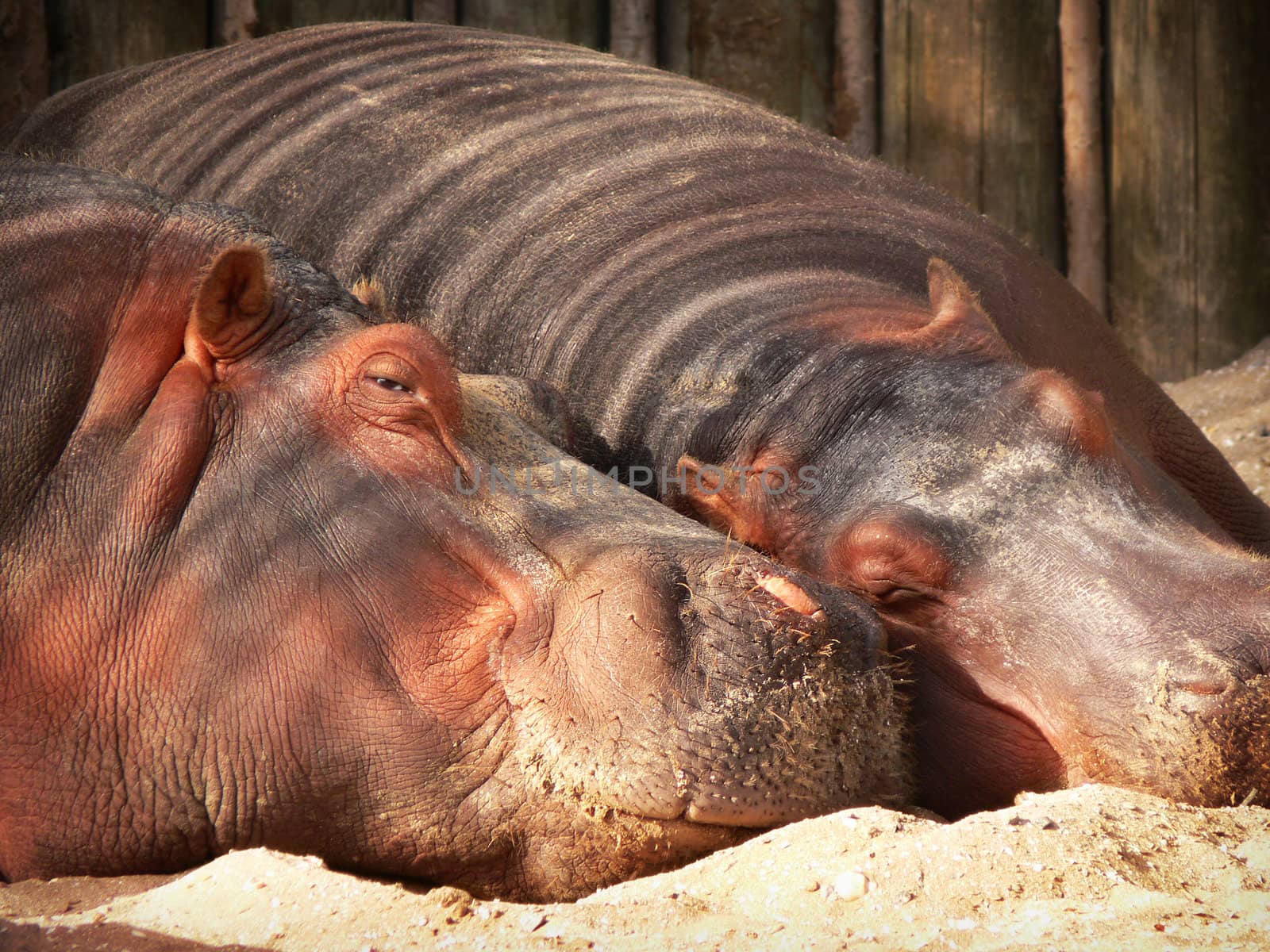 A couple of hippos taking a nap