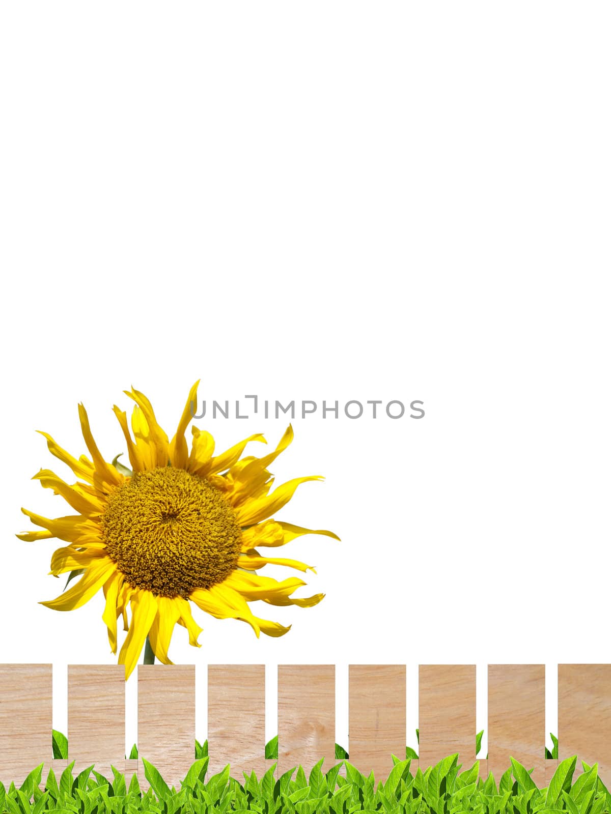 Beautiful sunflower with wooden fence and green leaf isolate on white