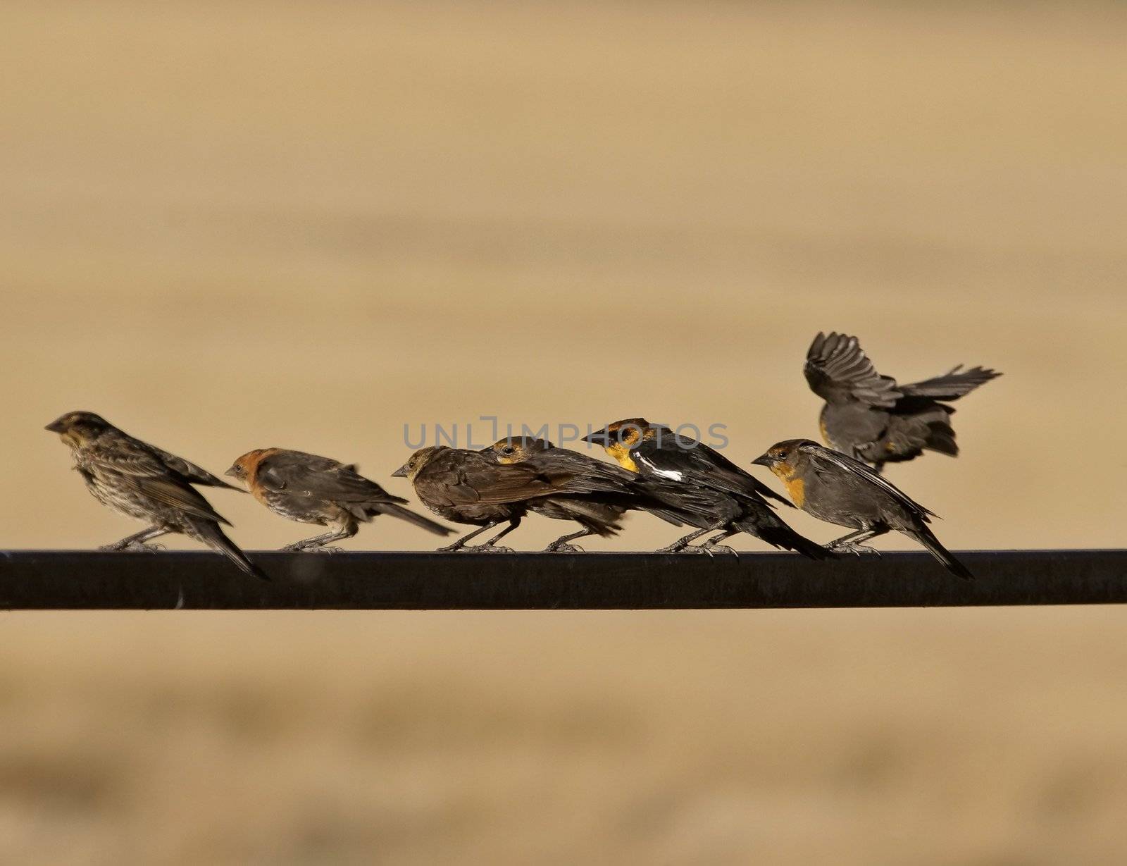 Young Yellow headed Blackbirds on railing by pictureguy