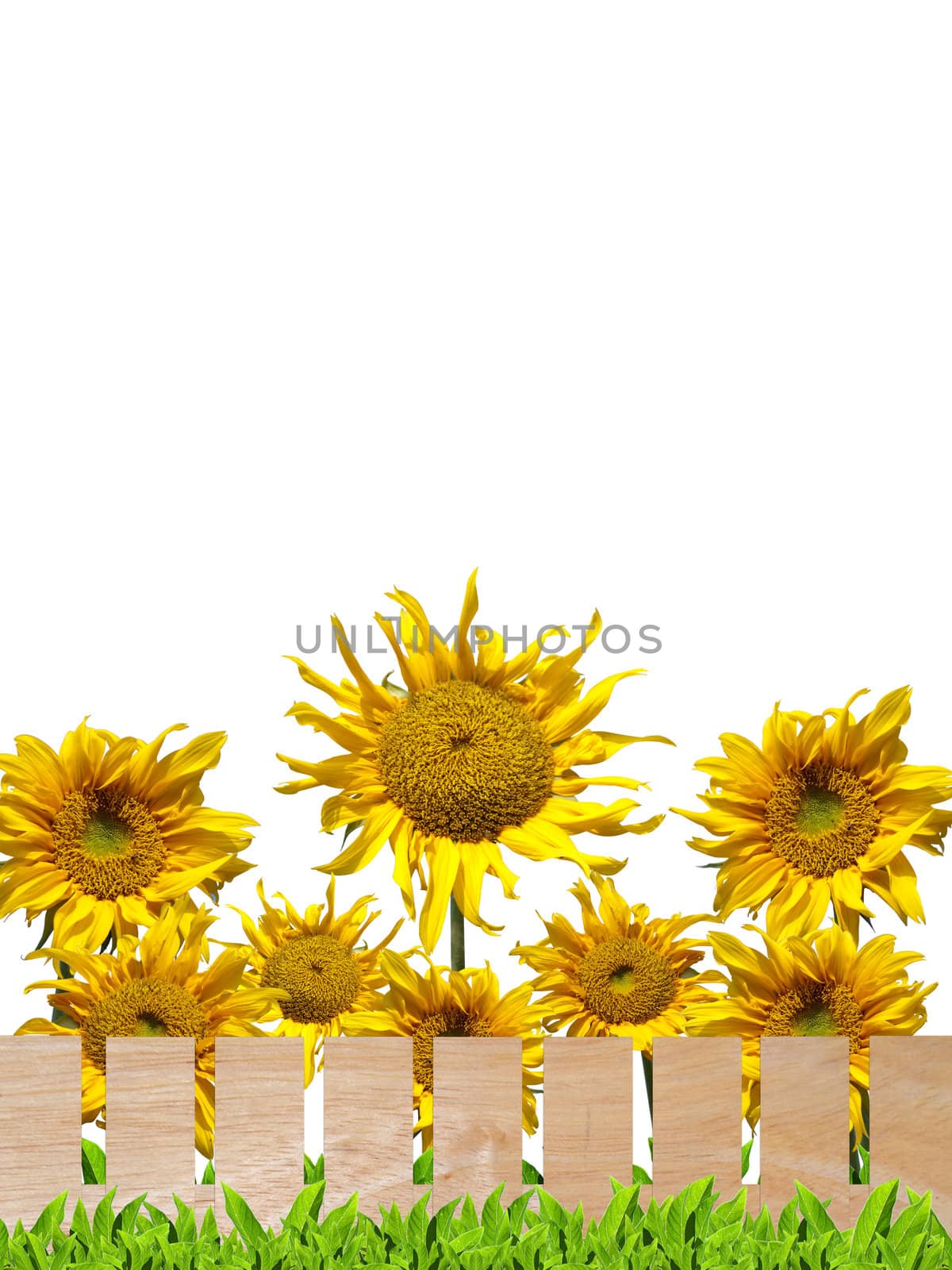 Beautiful sunflowers with wooden fence and green leaf isolate on white