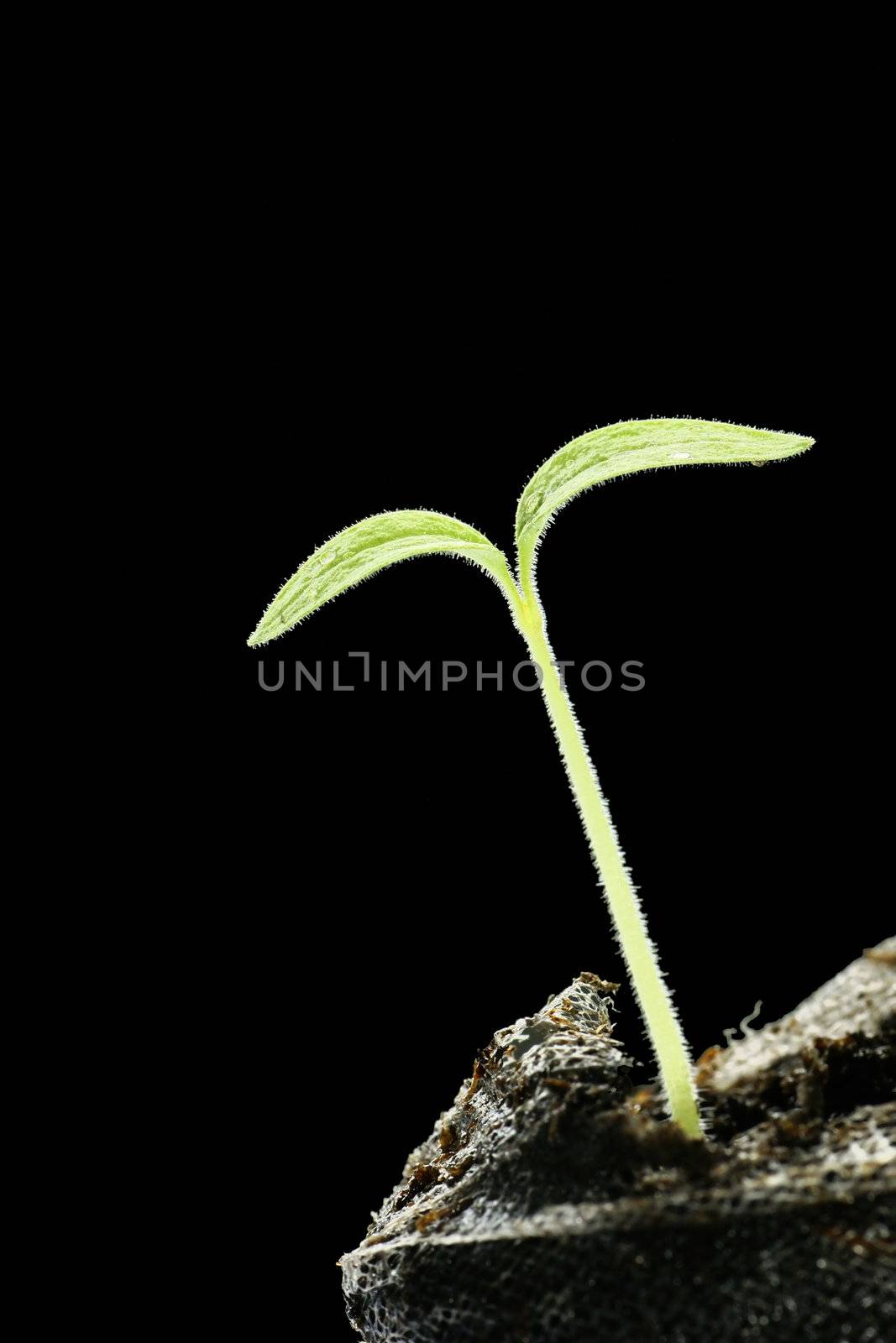 New life: baby green tomato sprout with water droplets coming out of peat in mesh, isolated on black background.