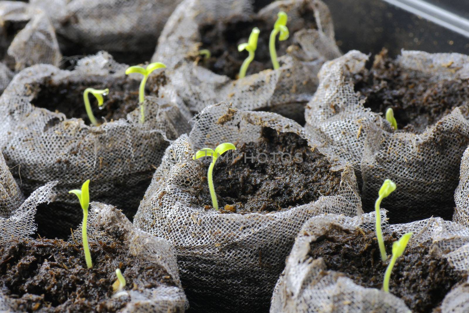 Tomato seedlings by Mirage3
