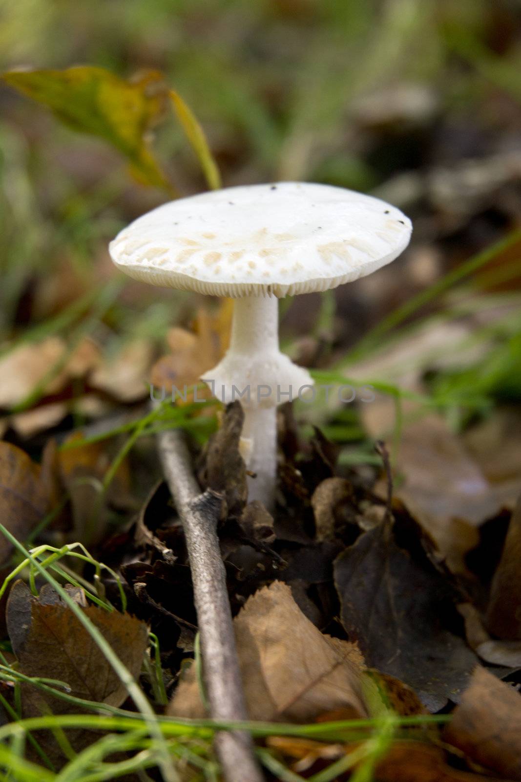 mushroom in the forrest by ladyminnie