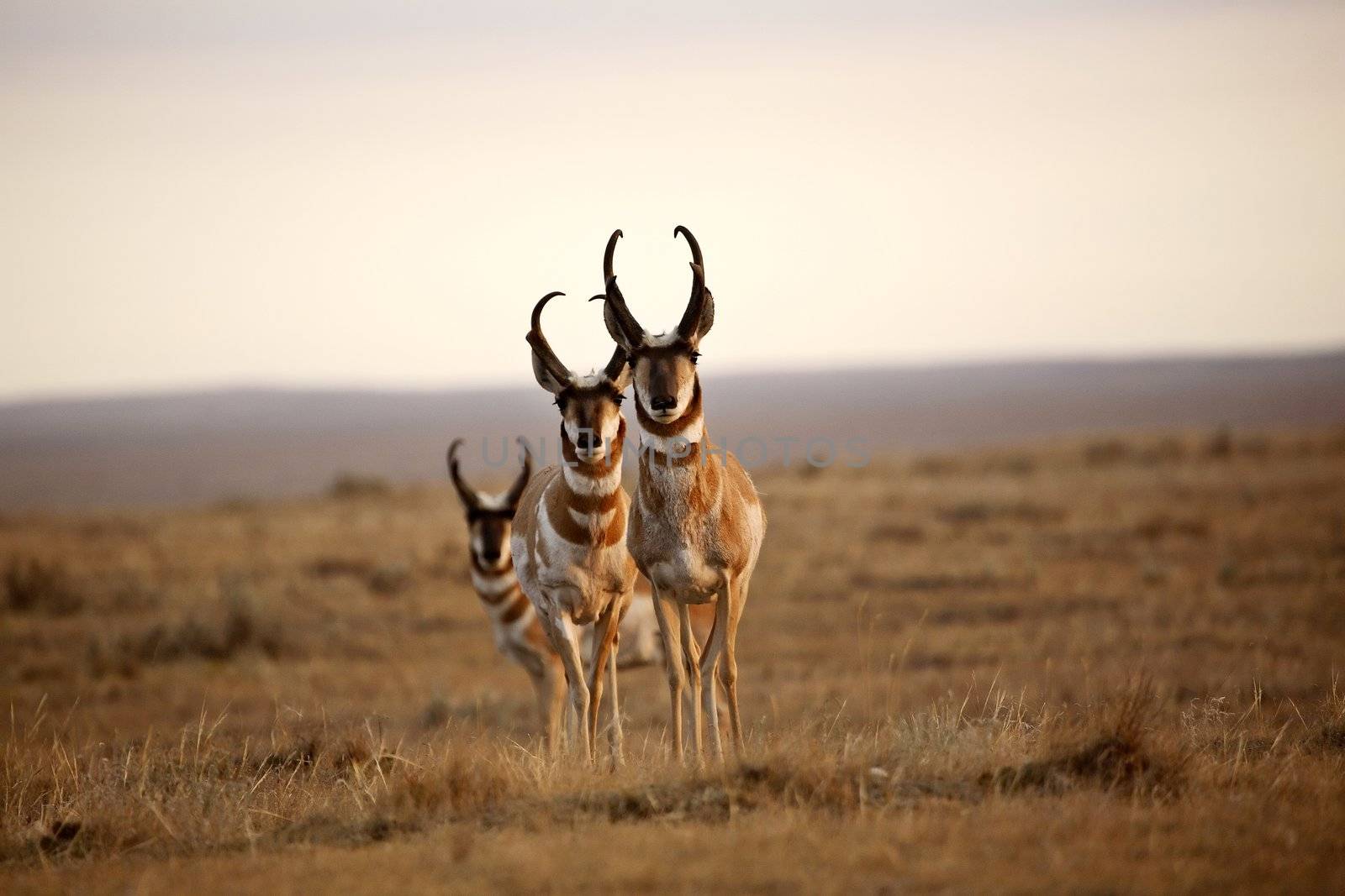 Three male Pronghorn Antelopes in Alberta by pictureguy