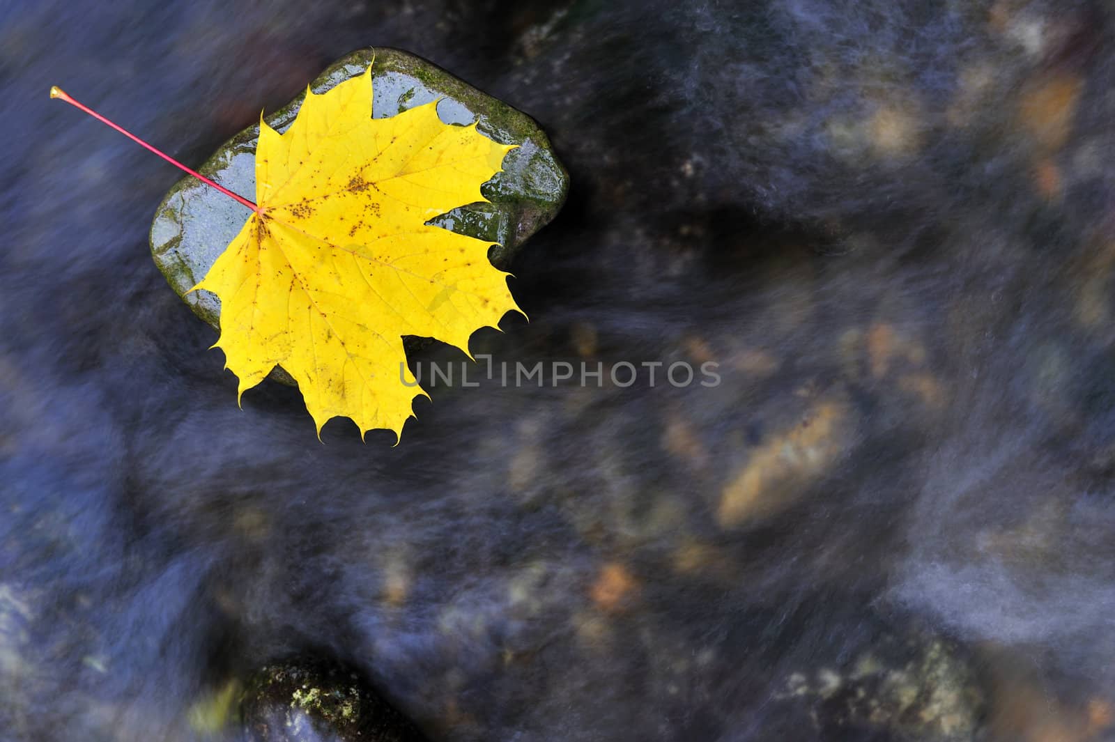 An autumnal maple leaf lying on a rock in a stream. Slow shutter speed has blurred the flow of the water. Space for text on the water