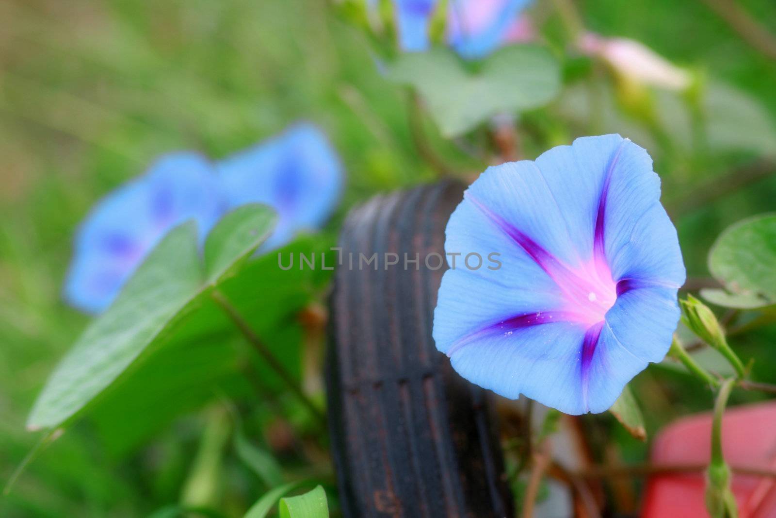 Blue morning glories with a slight soft focus to add to the elegance of the flower.