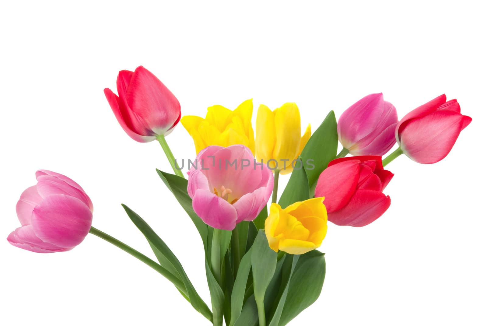 Elegant yellow, red and pink tulips