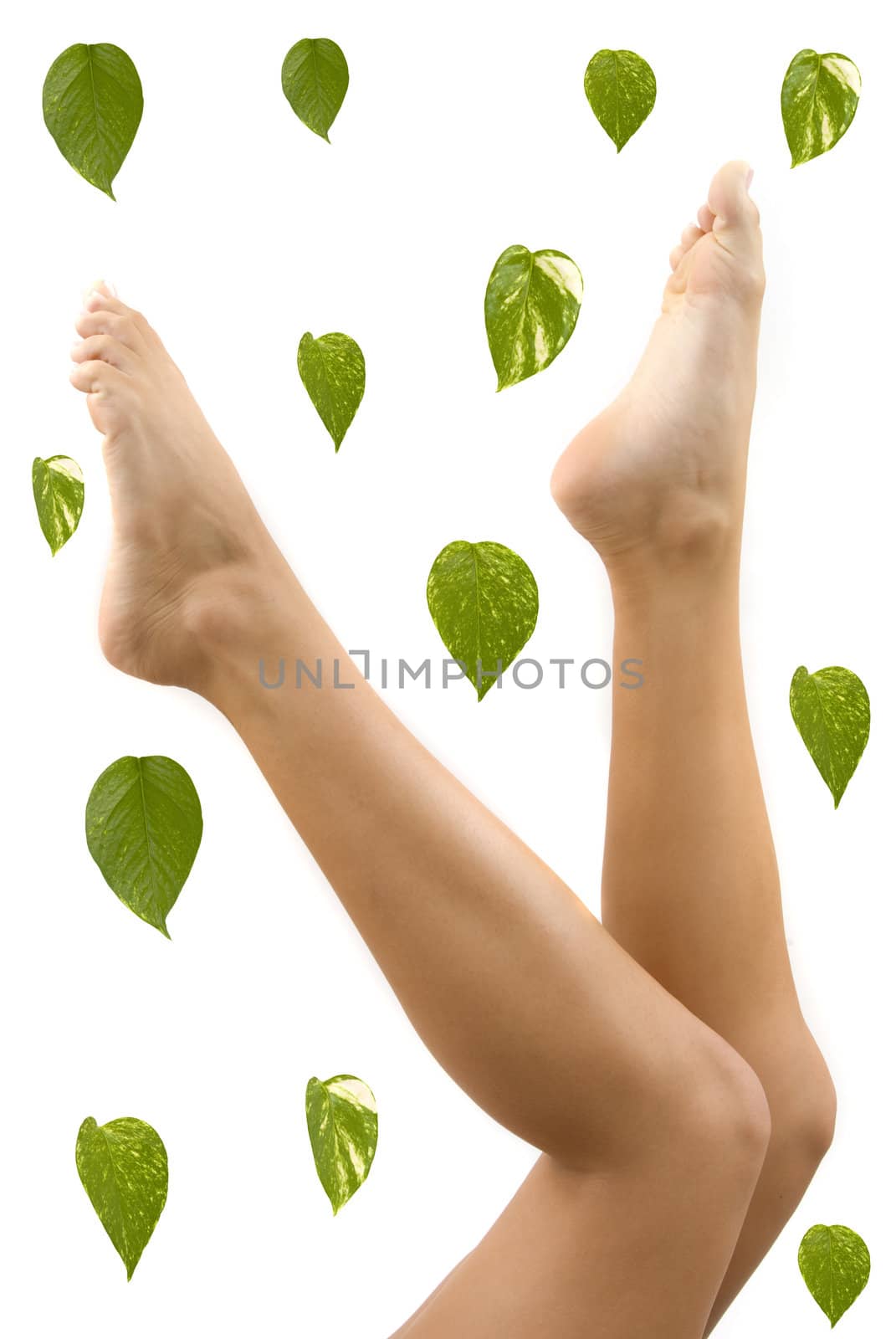 Legs and leaves