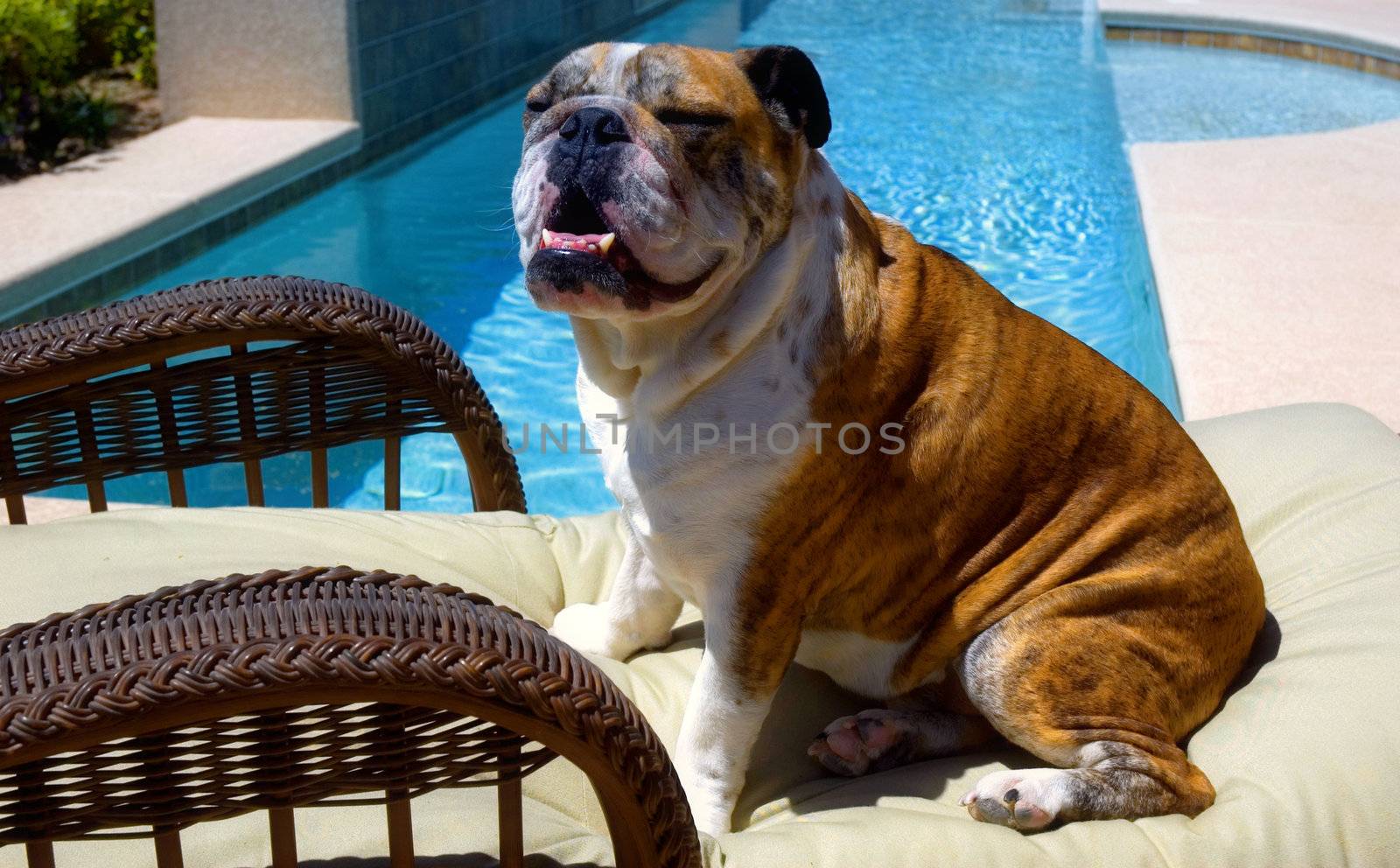 Posing bulldog near a swimming pool