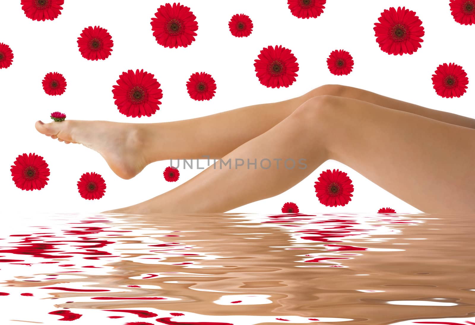 Pretty legs with red daisy gerberas