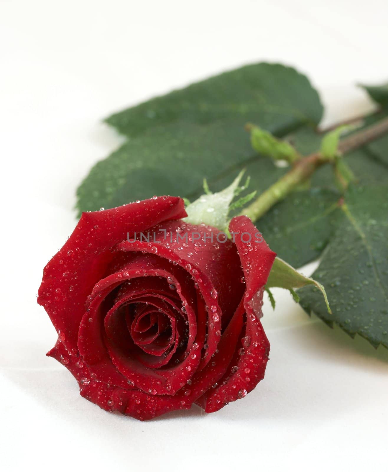 a picture of a wet rose on white