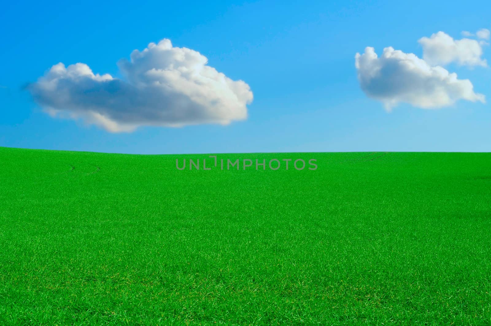 perfect green farmland and clear blue sky with white clouds