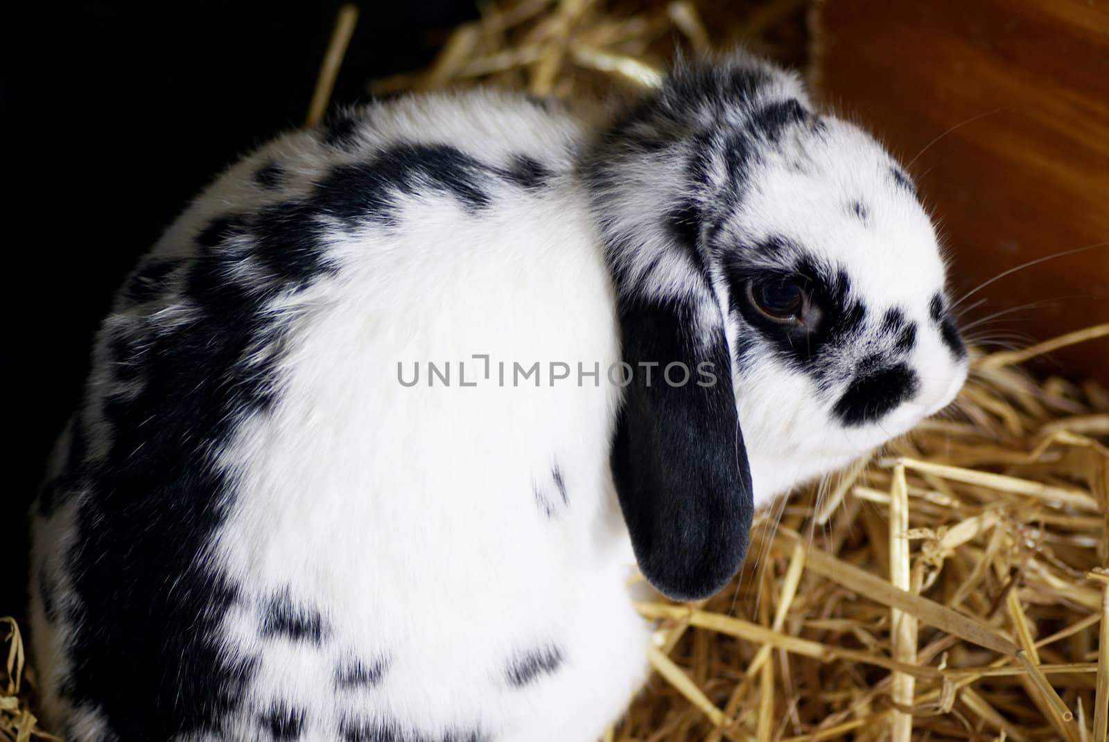 Bunny sitting in its hutch.