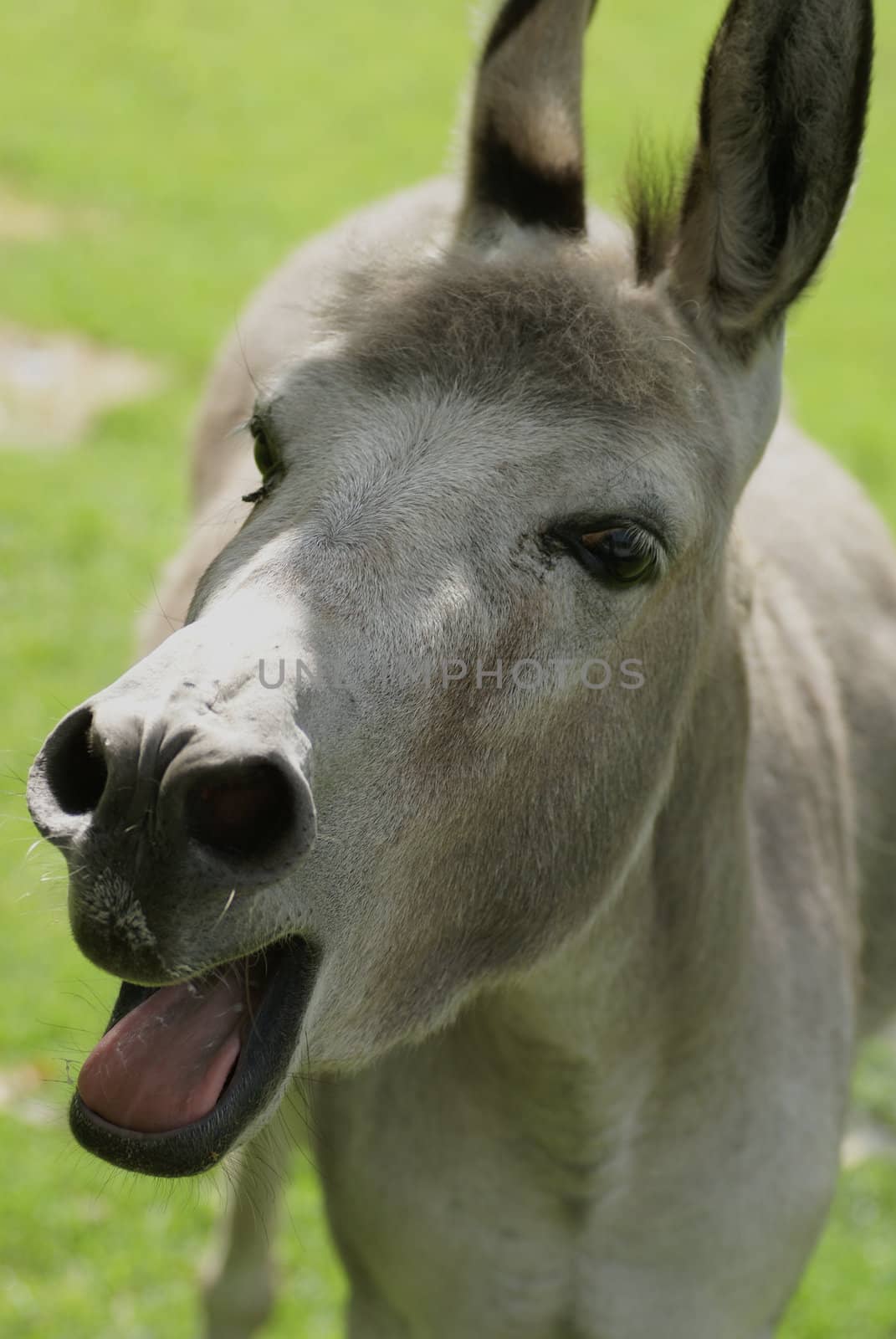 A bleating donkey making noise.