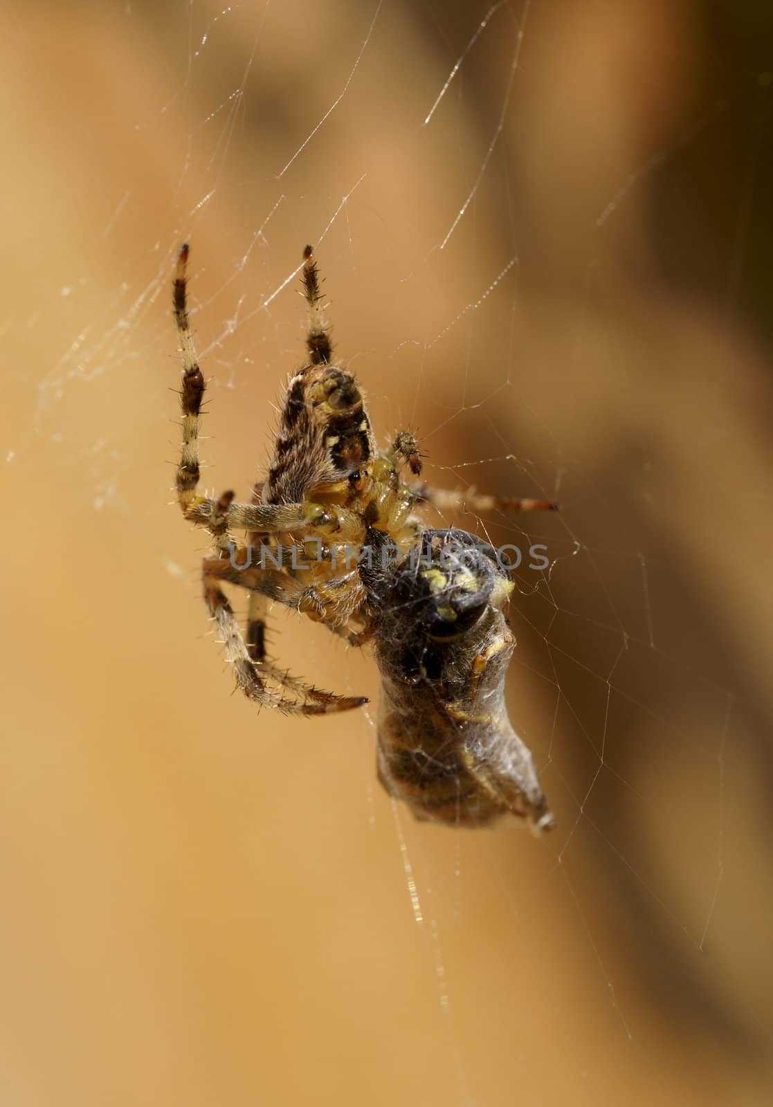 A prey captured by spider.               