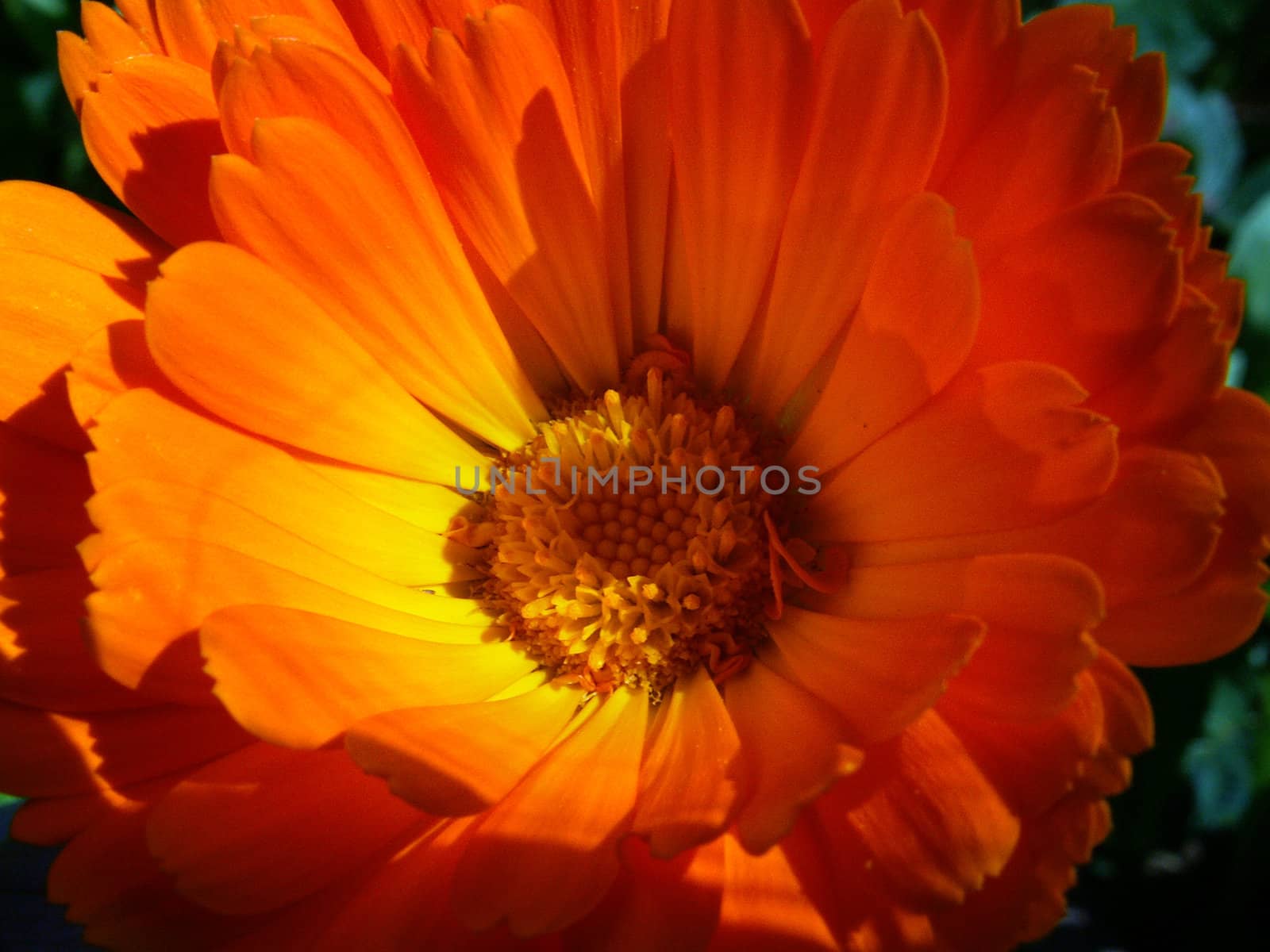 marigold- calendula officinalis