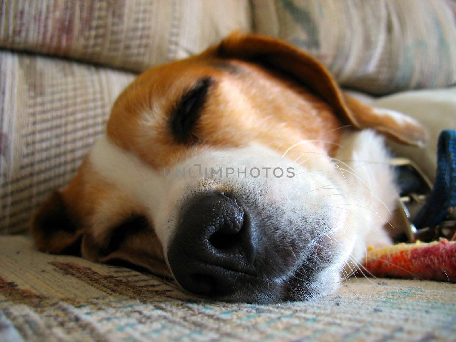 A macro shot of a sleepy beagle dog's nose and face.
