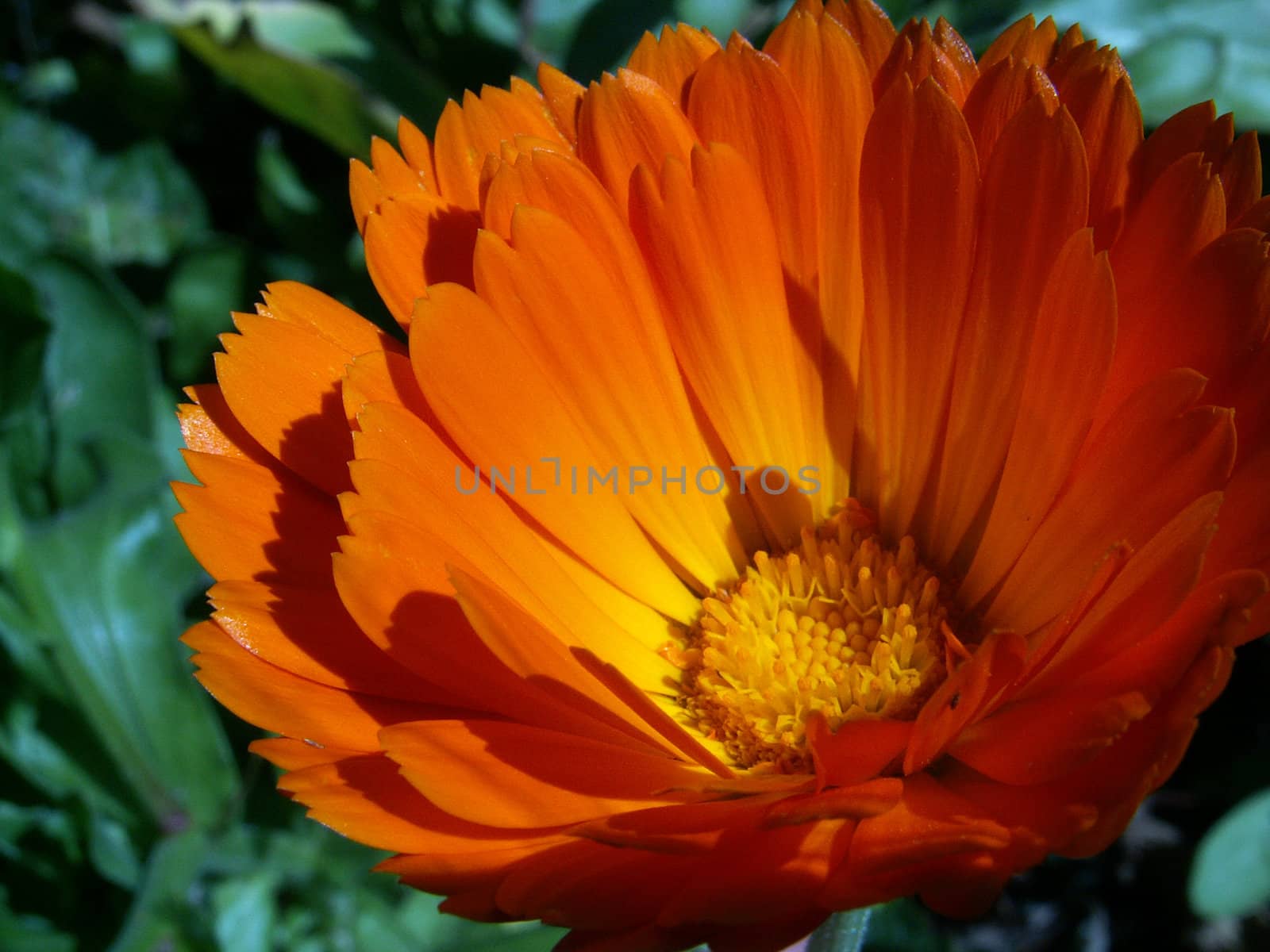 marigold- calendula officinalis