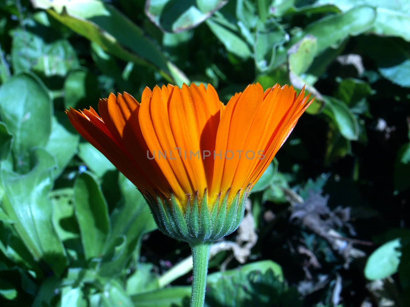 marigold- calendula officinalis