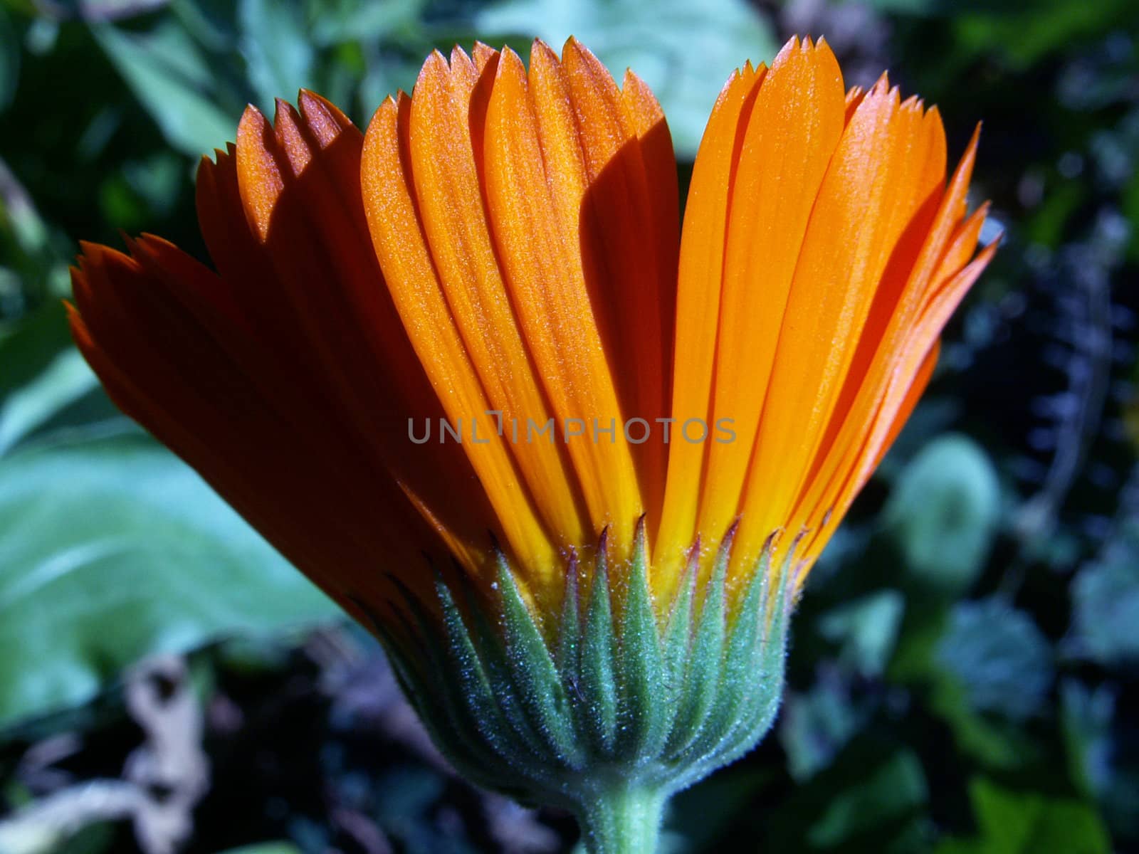 marigold- calendula officinalis