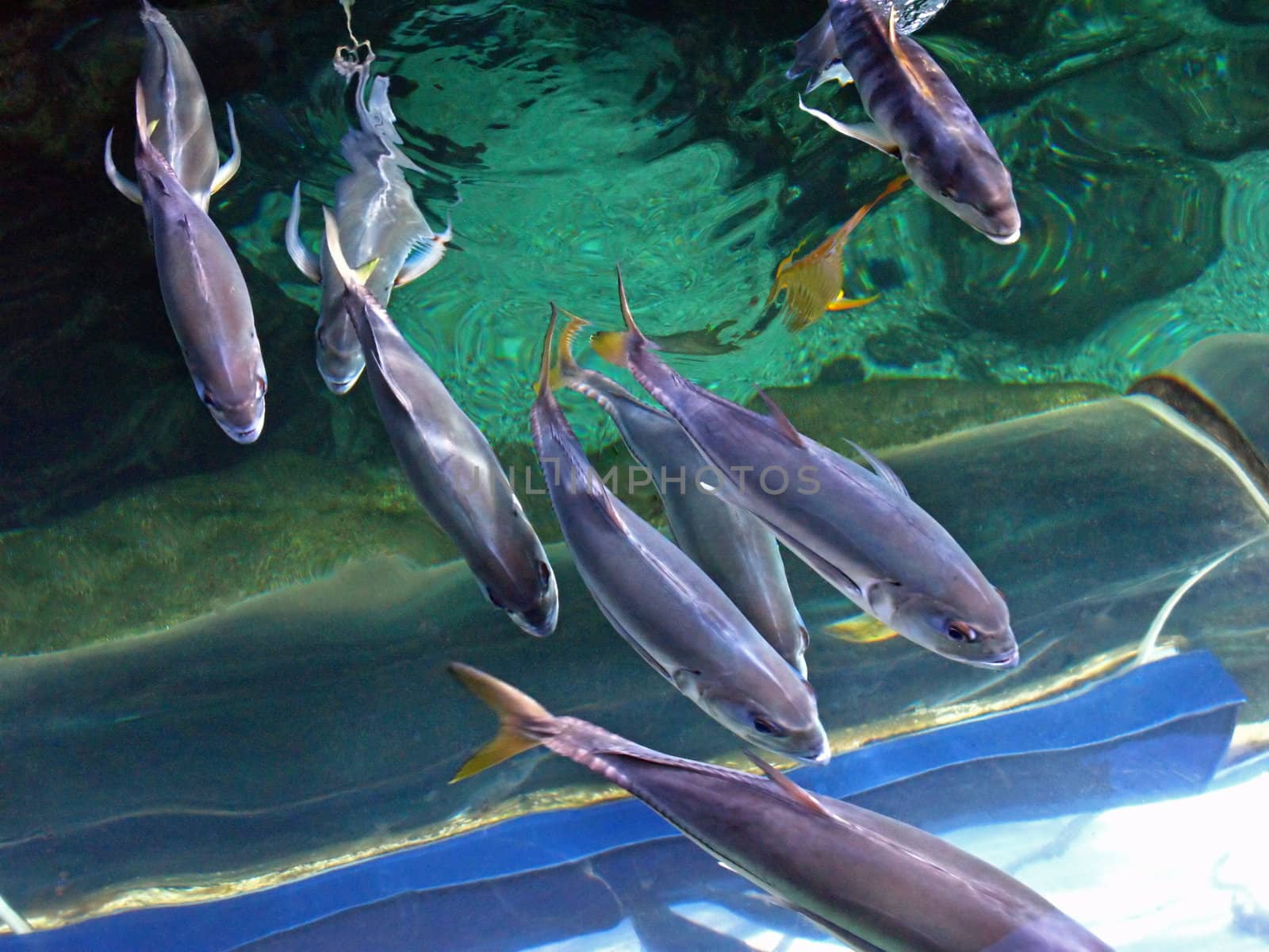 Fishes swimming through the water in an aquarium.
