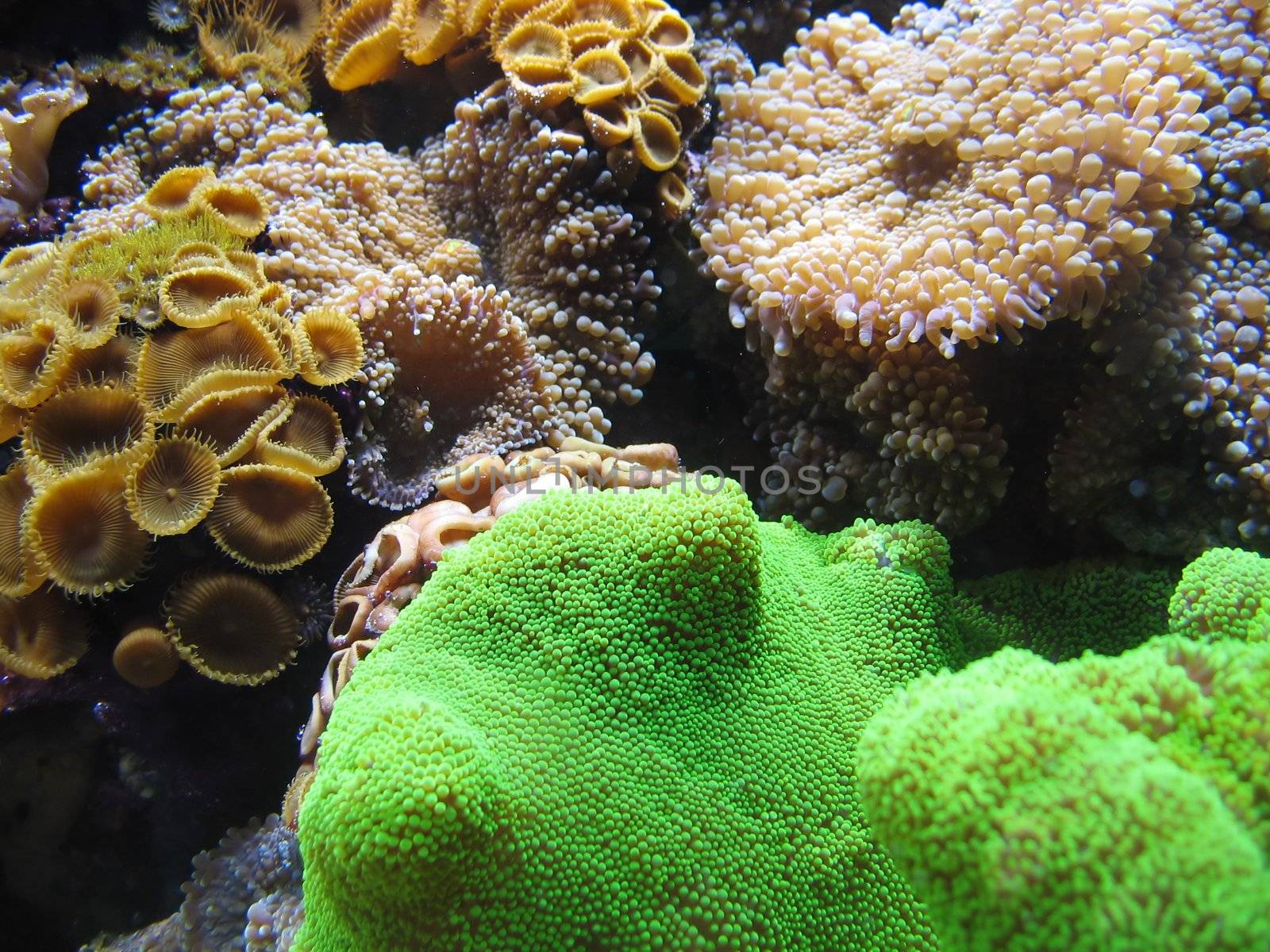 Some underwater life; anemones and other aquatic life on an underwater reef.