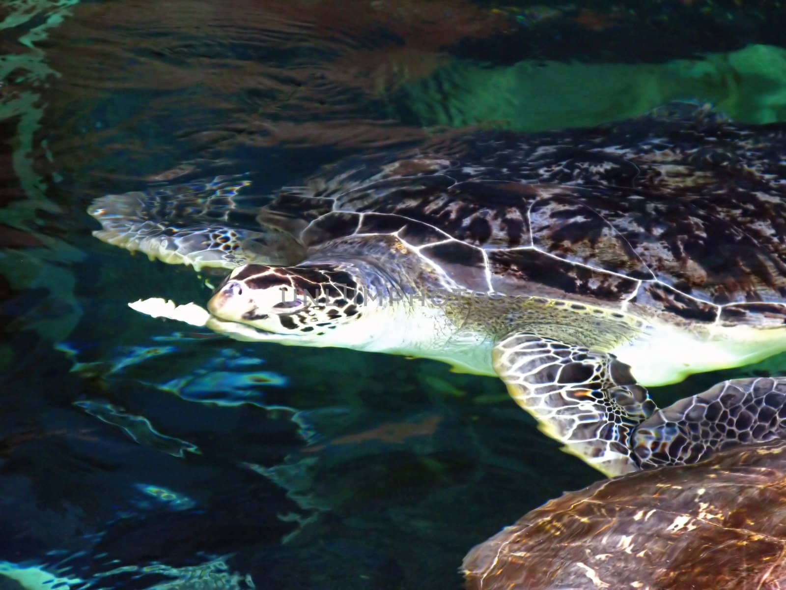 A turtle in a tank a feeding time.