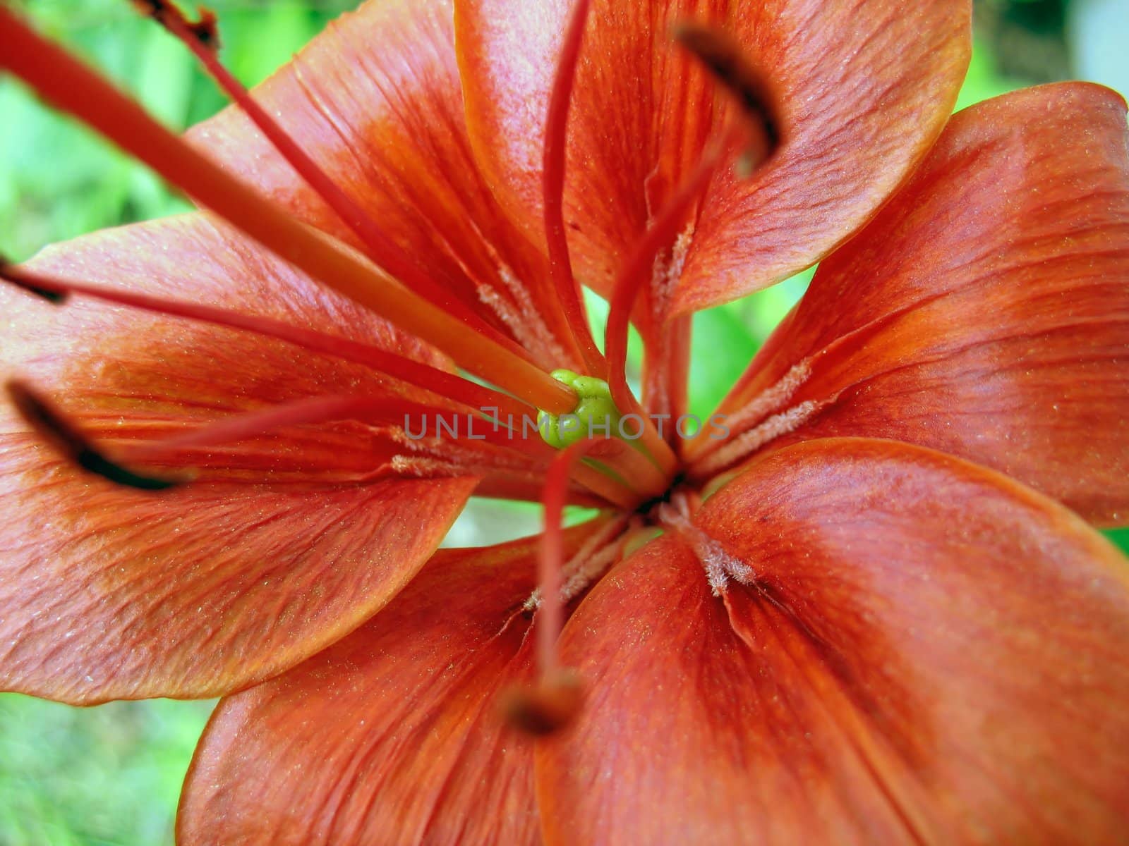 A macro shot of a nice, red lily.