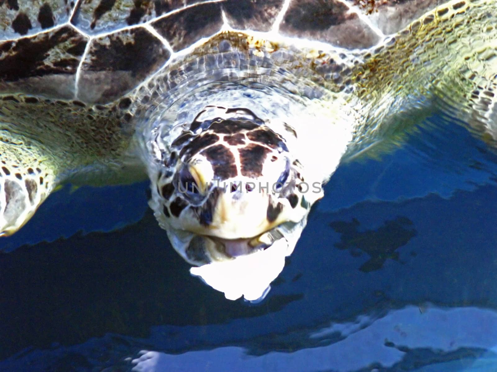 A turtle in a tank a feeding time.