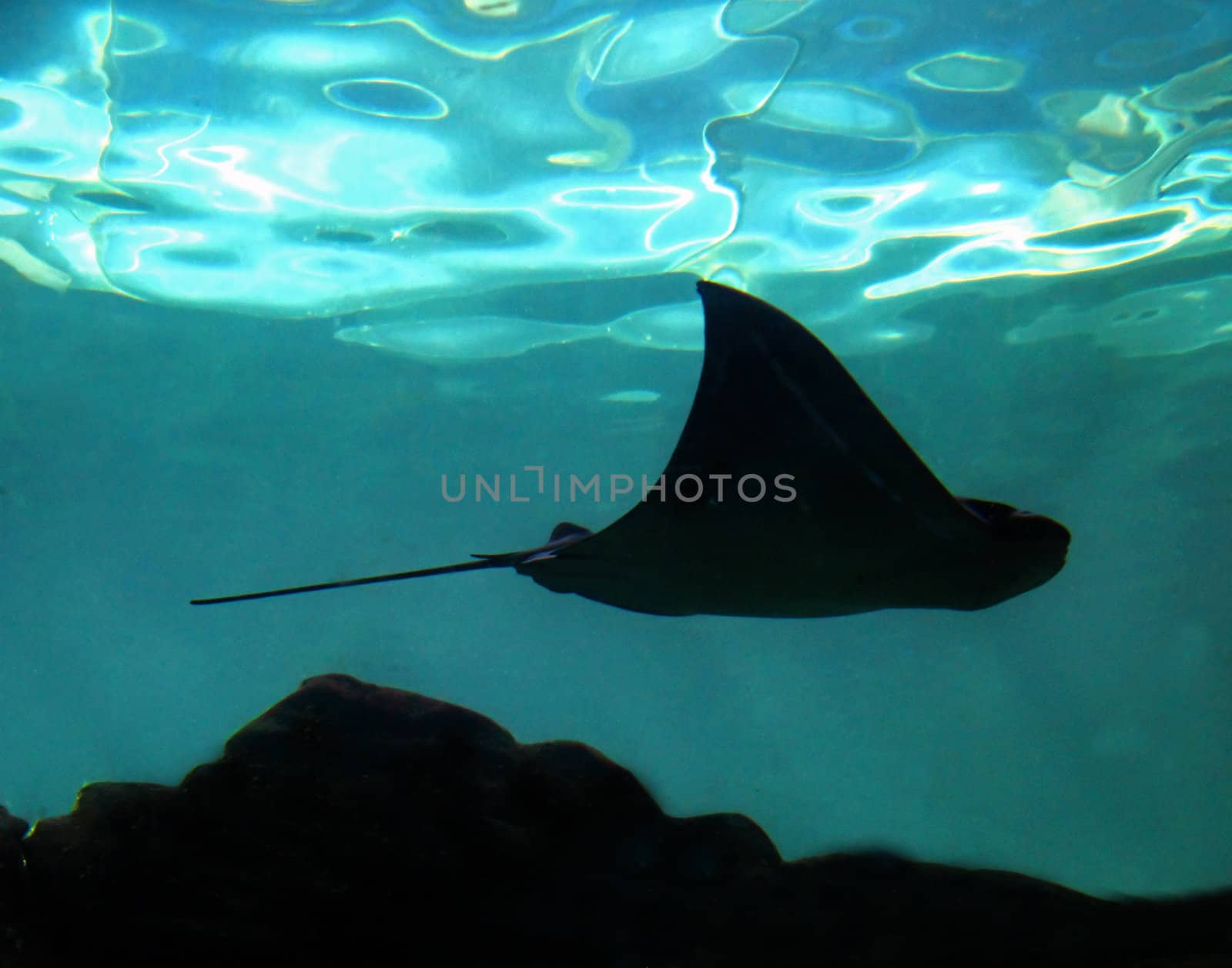 A stingray as a silhouette swimming through the water.
