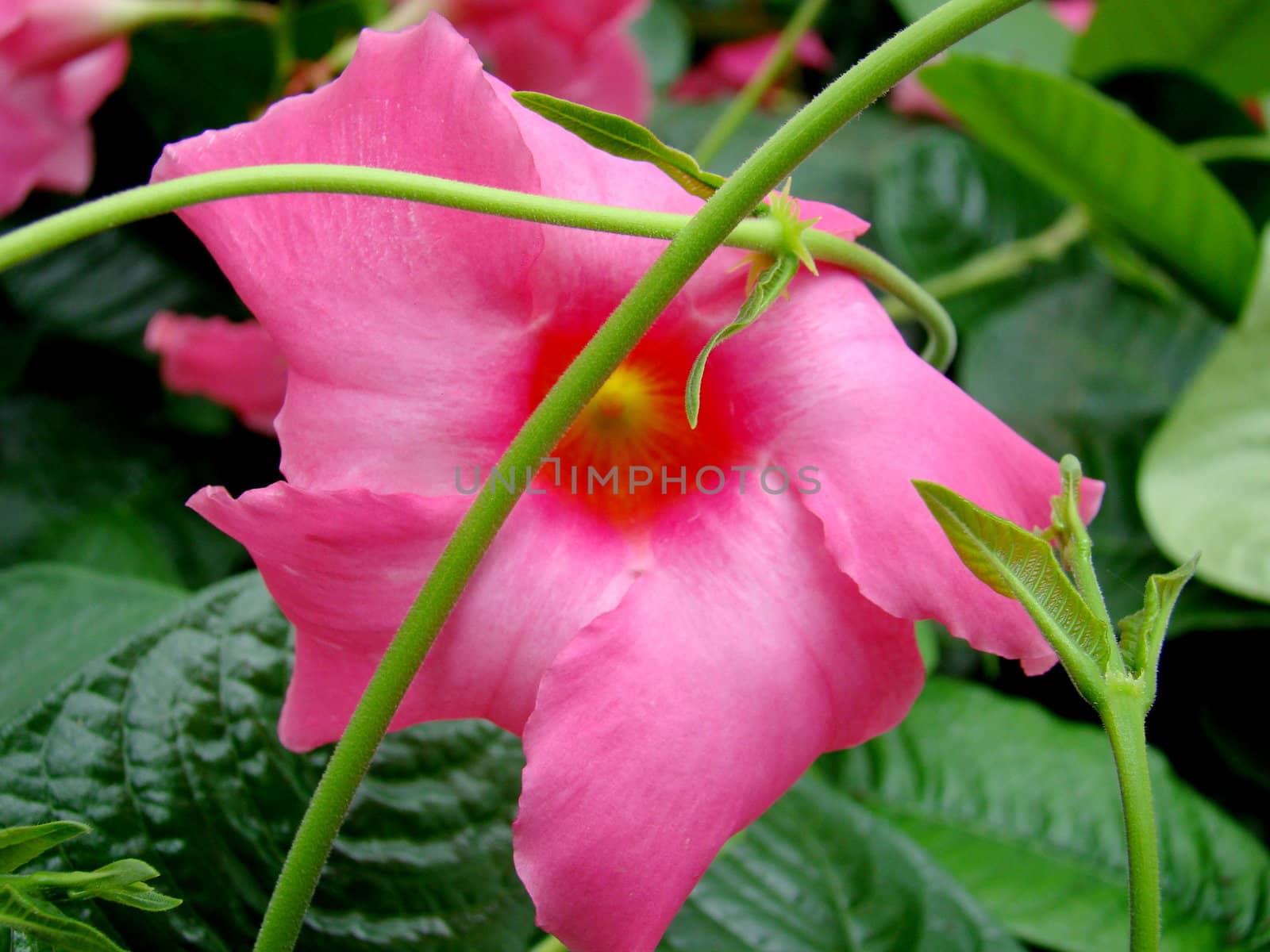pink flower by elvira334