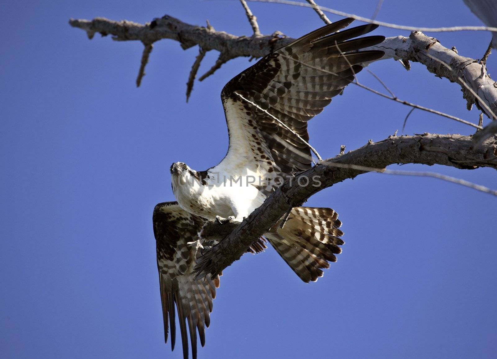 Osprey in flight by pictureguy