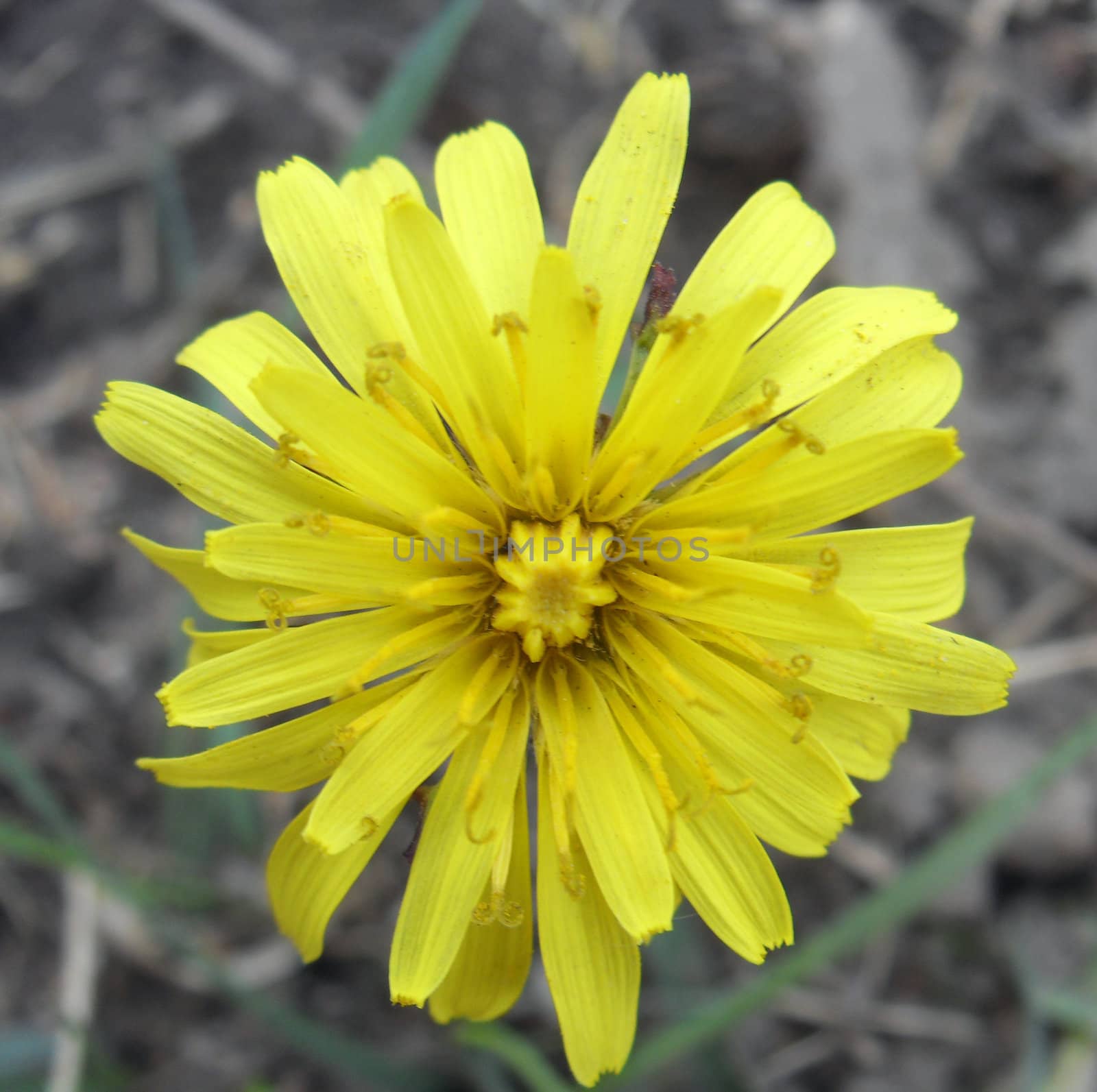 flower of dandelion