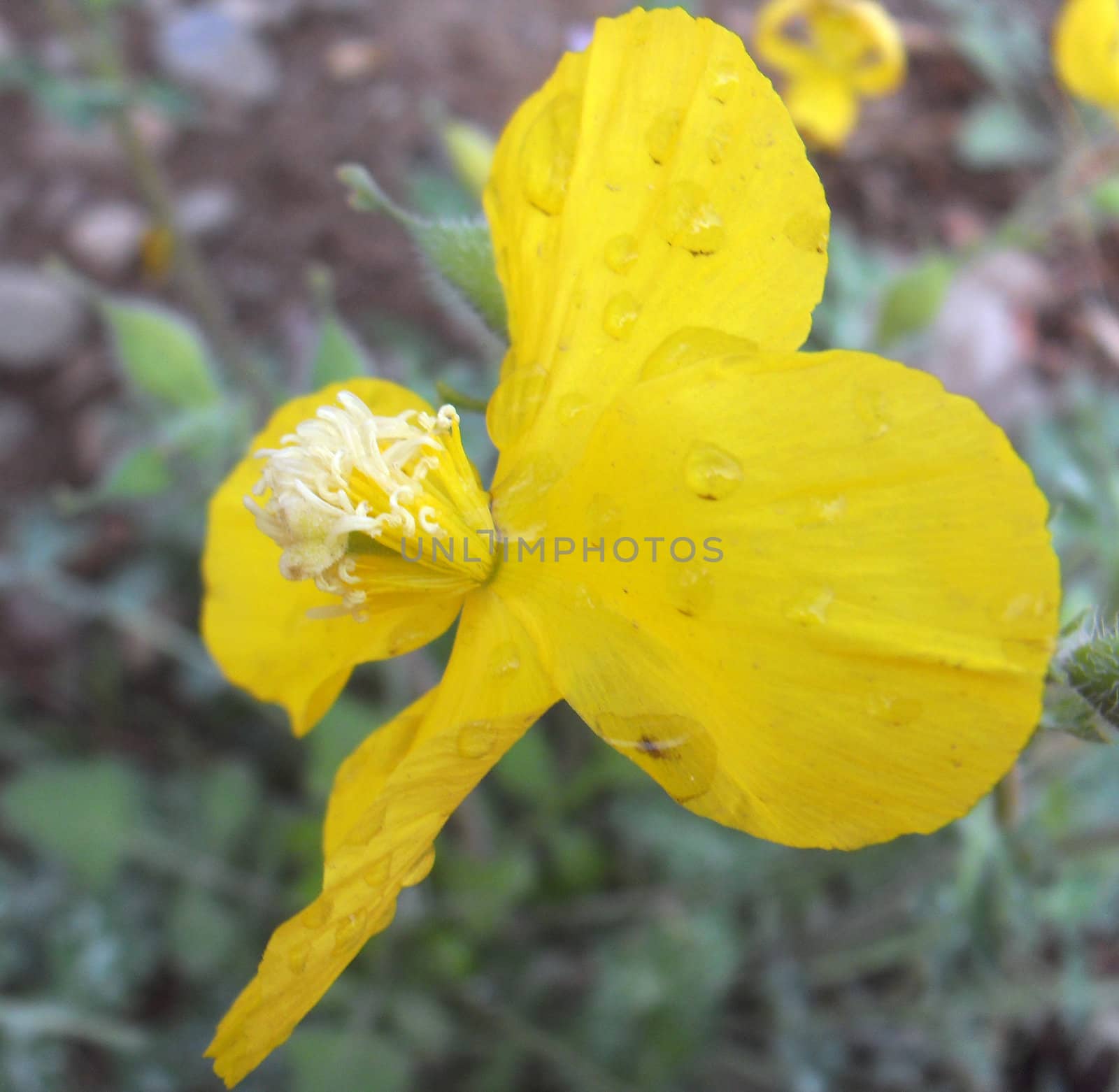 The Dicranostigma flower