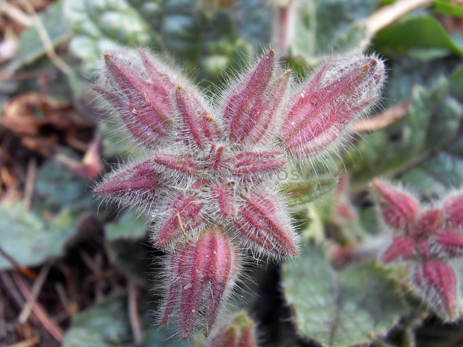 Rehmannia for traditional Chinese medicine.