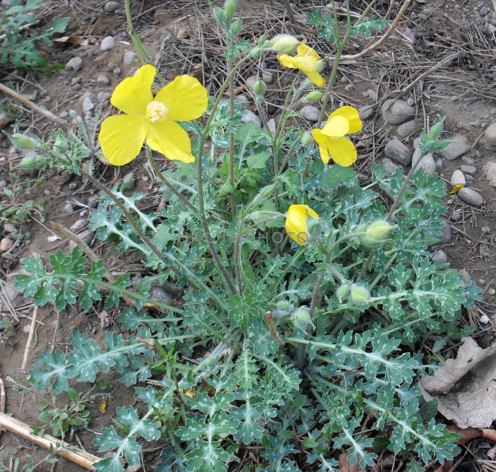 The Dicranostigma flower
