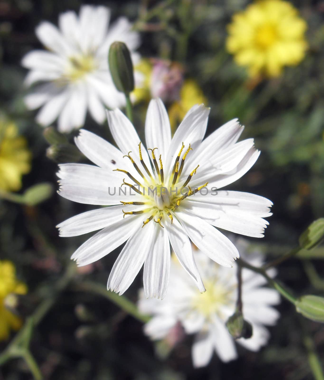 wildflowers,