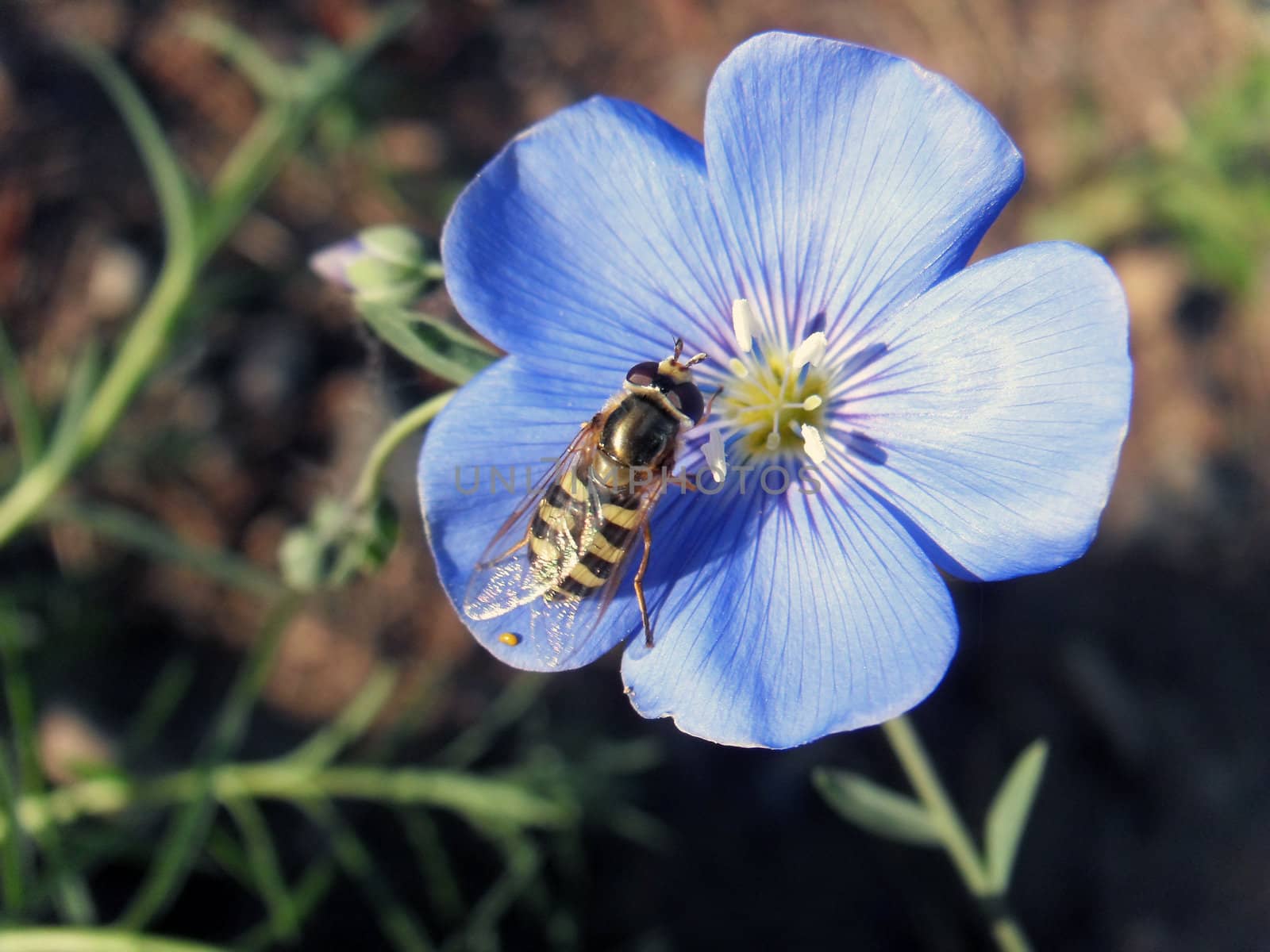 flax  and bees