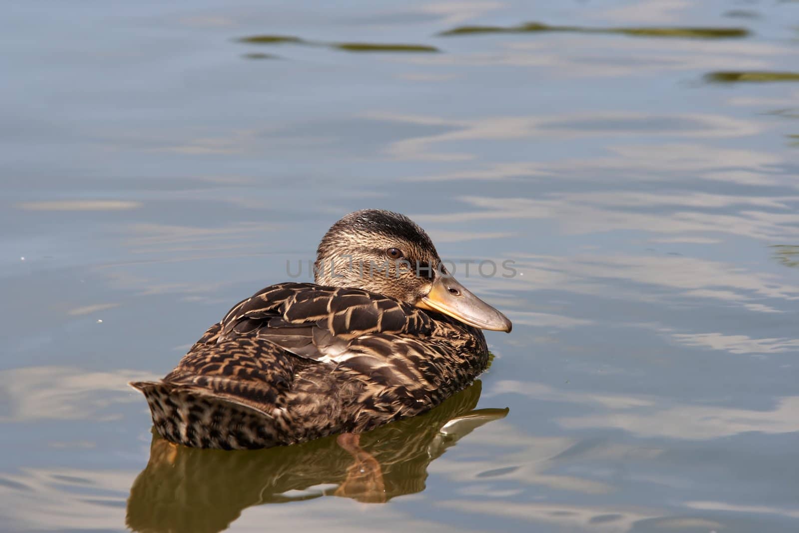 Shot of the wild duck floating on the water