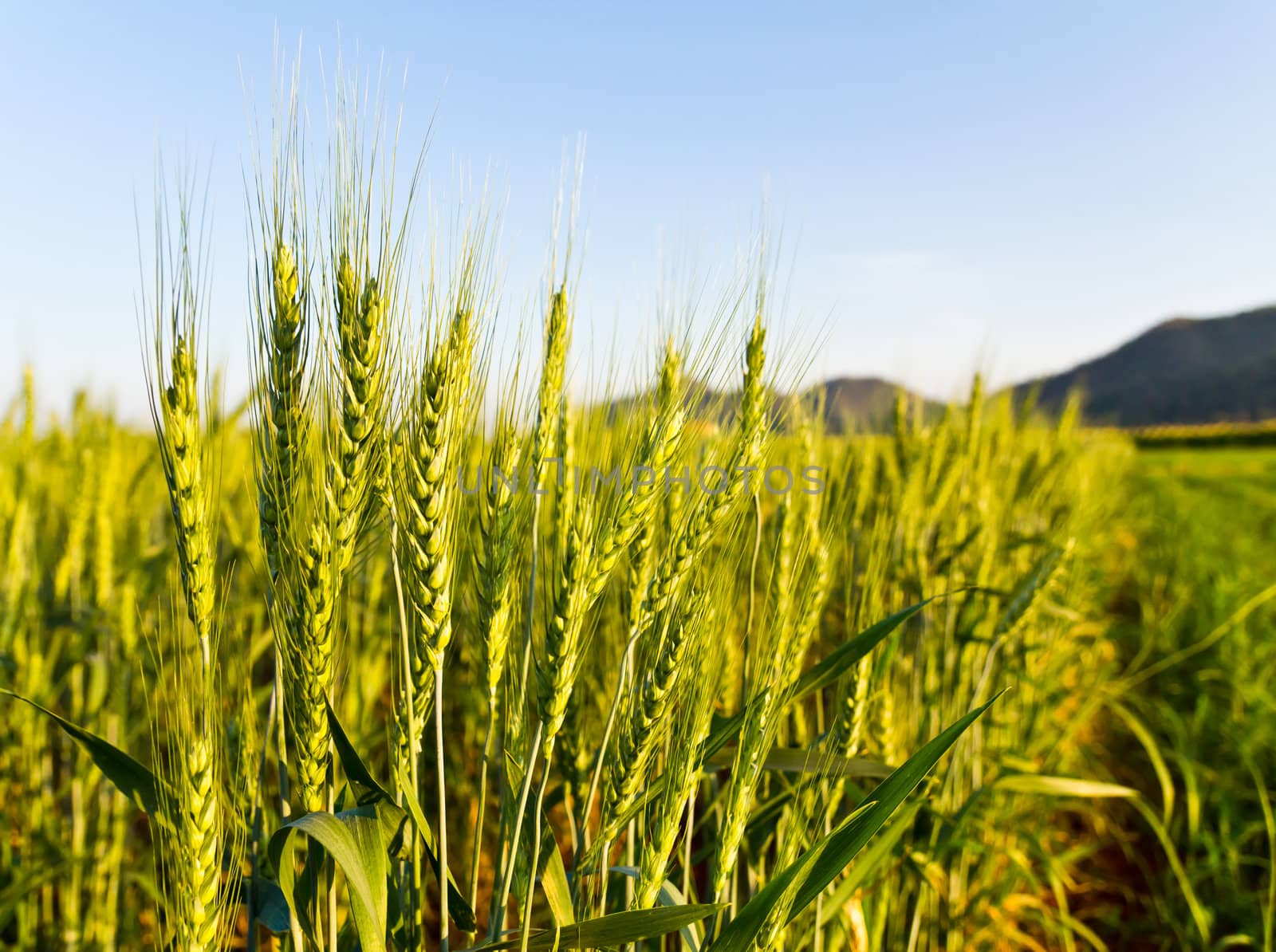 Green barley field2 by stoonn