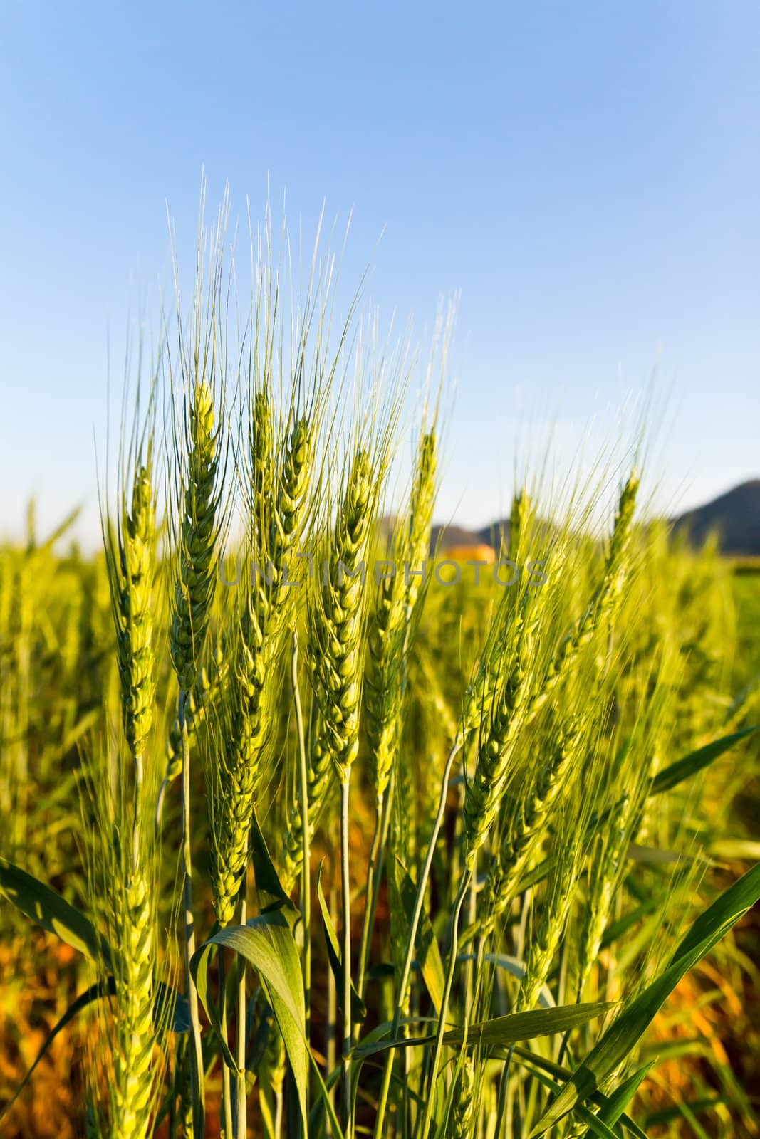 Green barley field in spring on a sunny day