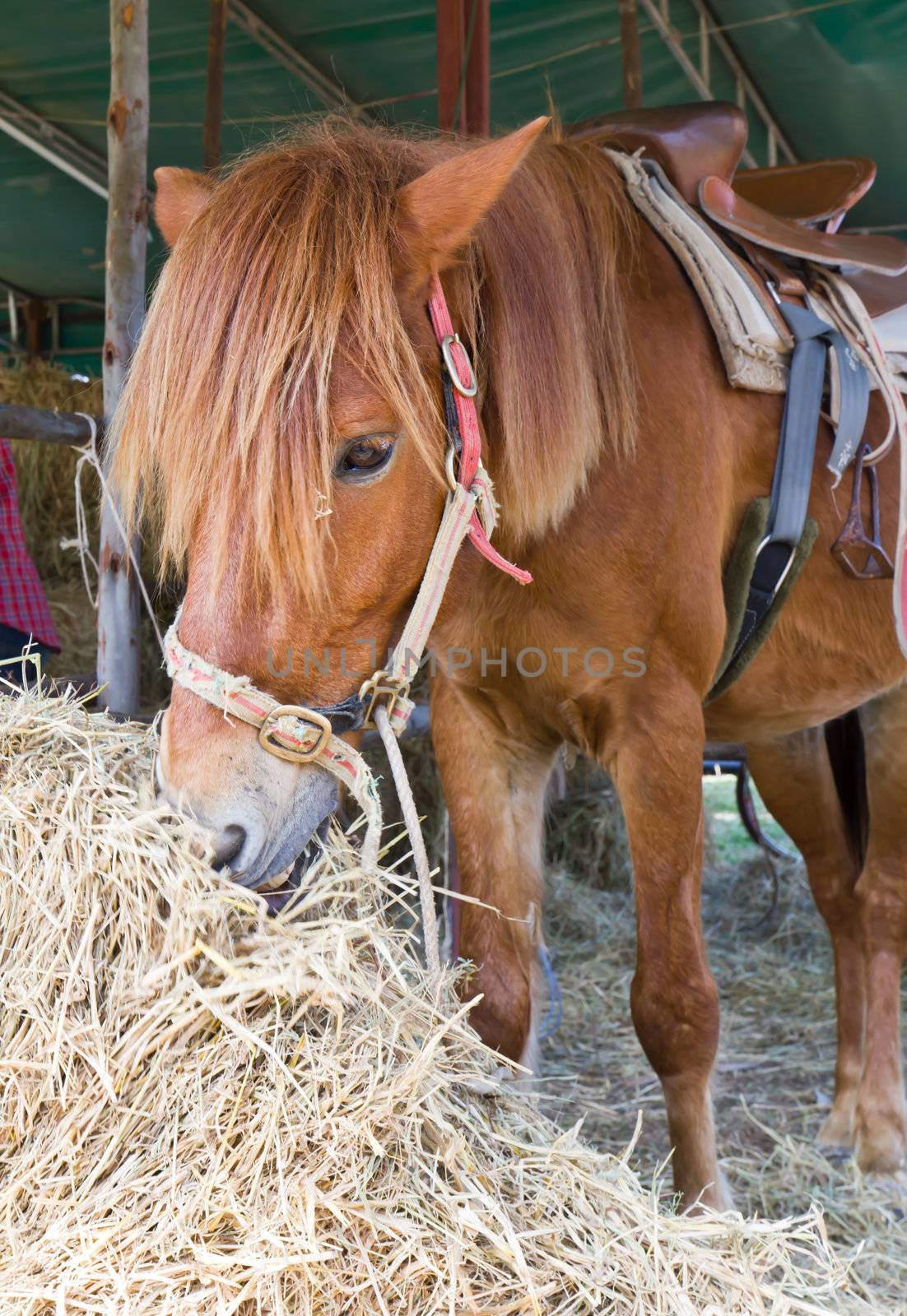 Horse in farm eating straw