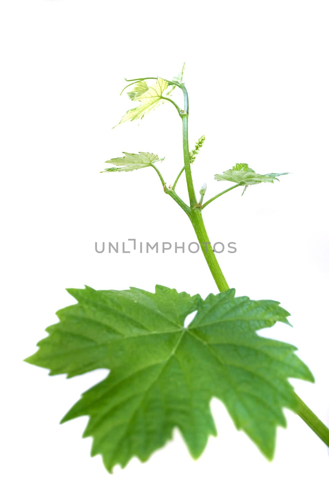 grape or vine leaves isolated on white background